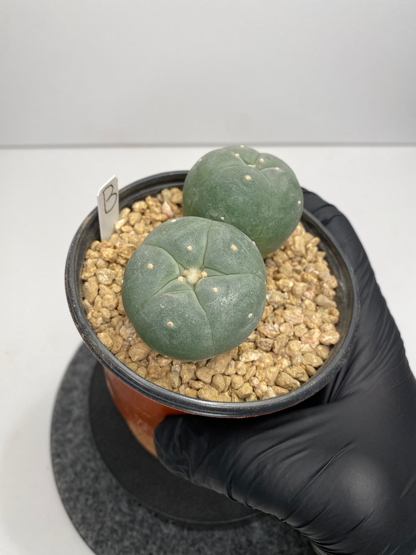 Lophophora Fricii Twin "B"