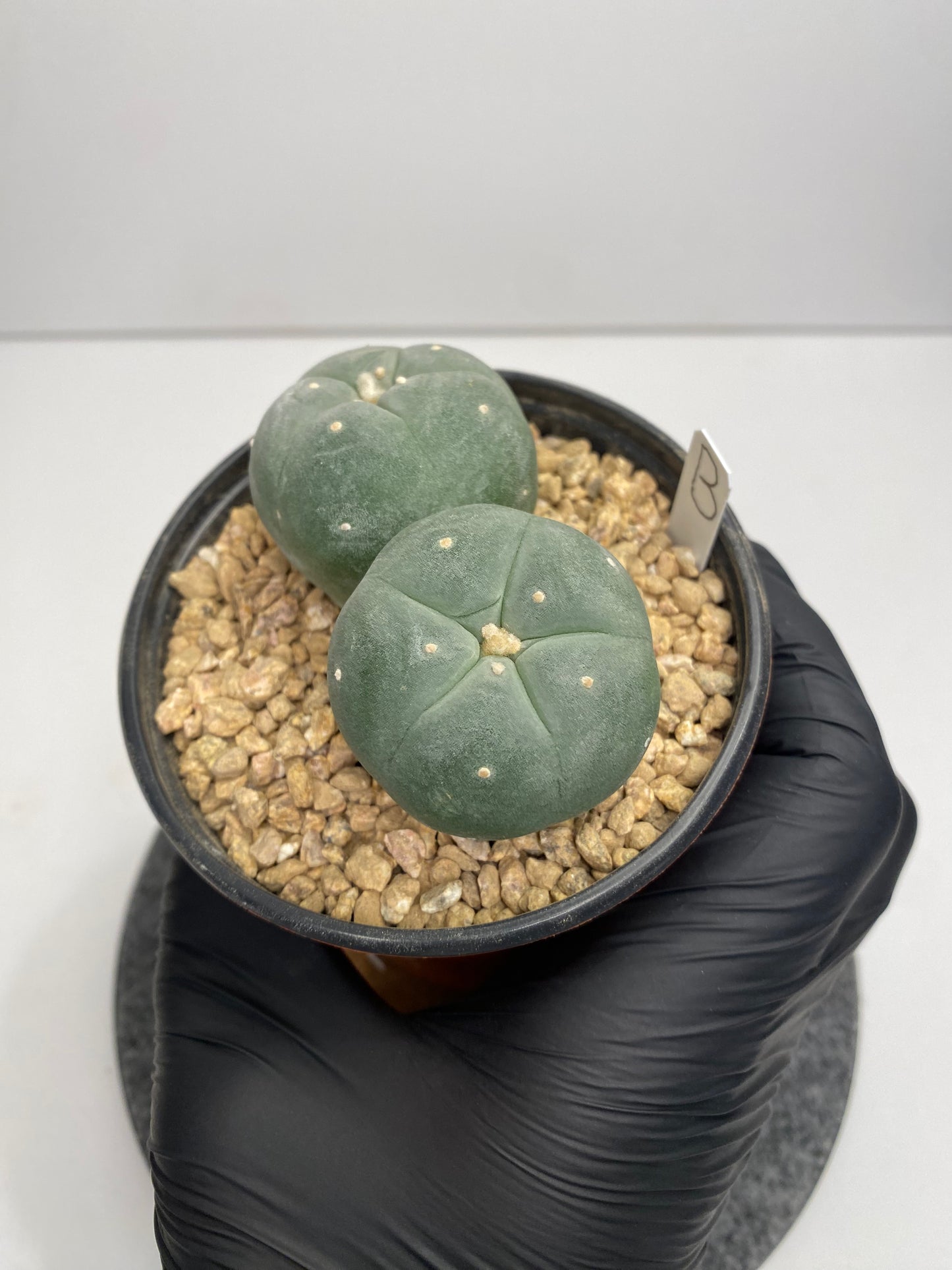 Lophophora Fricii Twin "B"