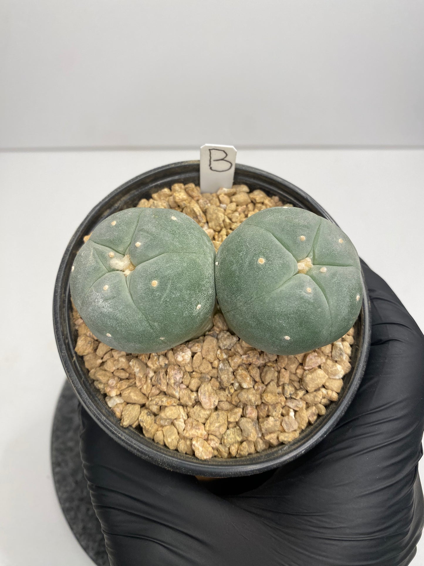 Lophophora Fricii Twin "B"