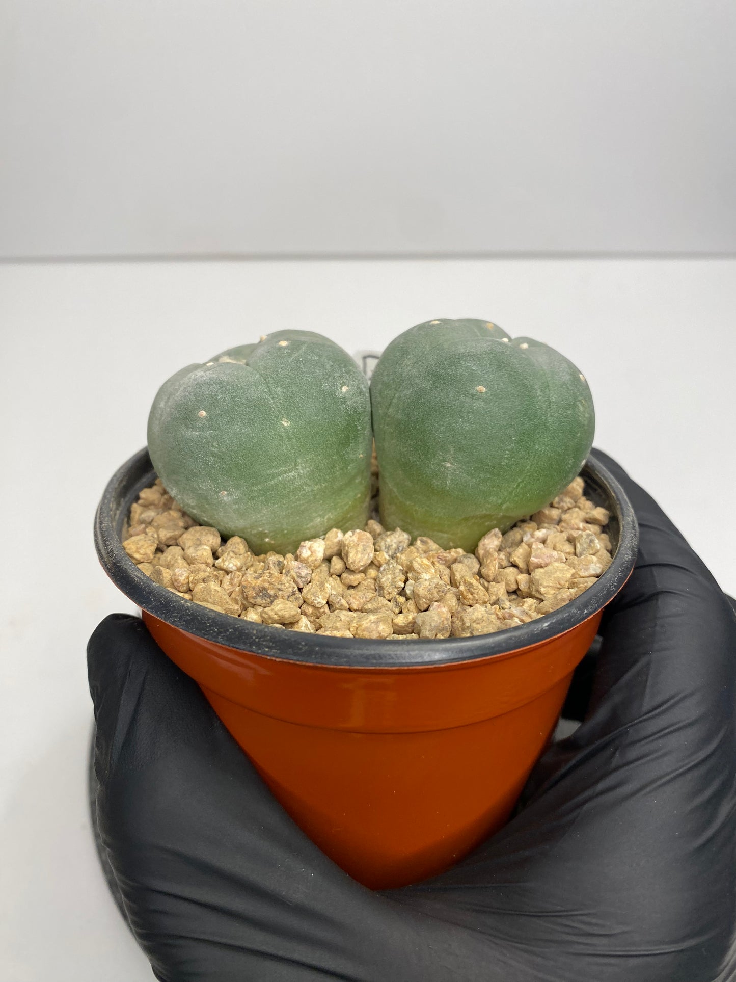 Lophophora Fricii Twin "B"