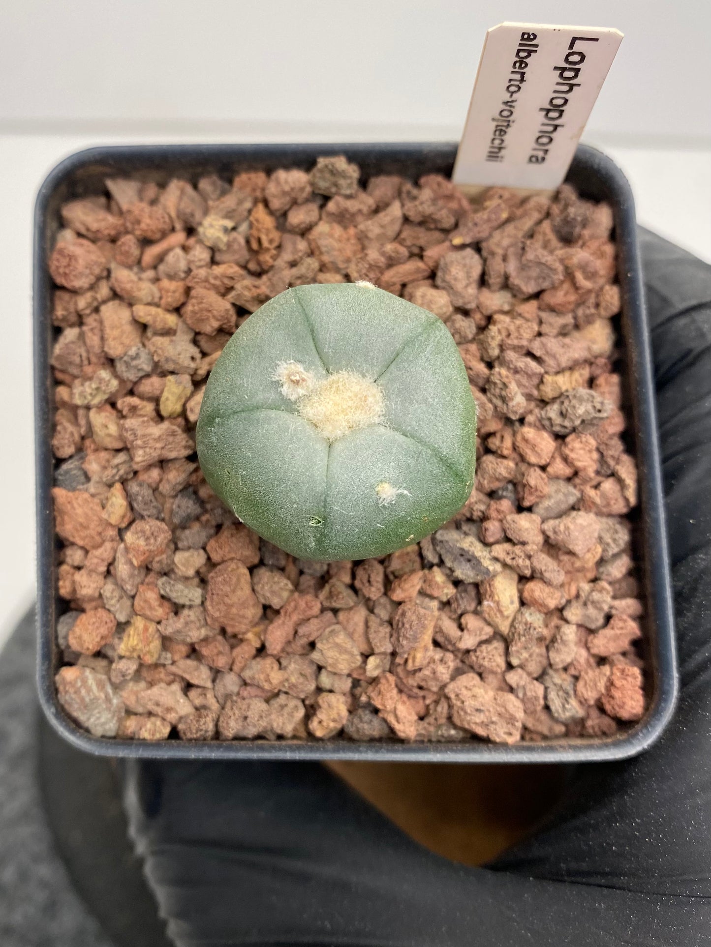 Lophophora alberto-vojtechii