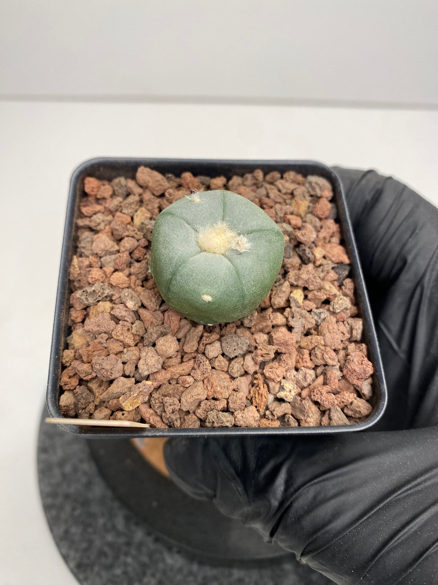 Lophophora alberto-vojtechii