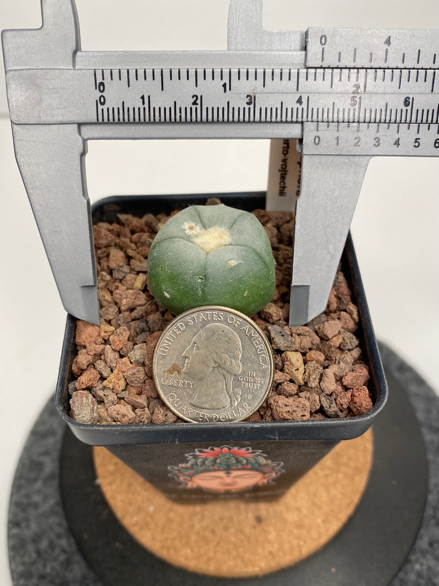 Lophophora alberto-vojtechii