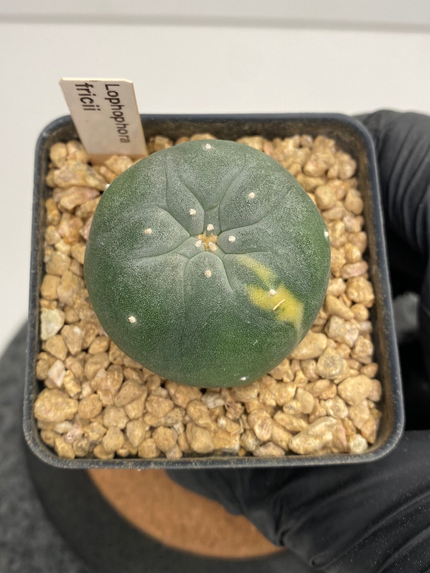 Variegated Lophophora Fricii