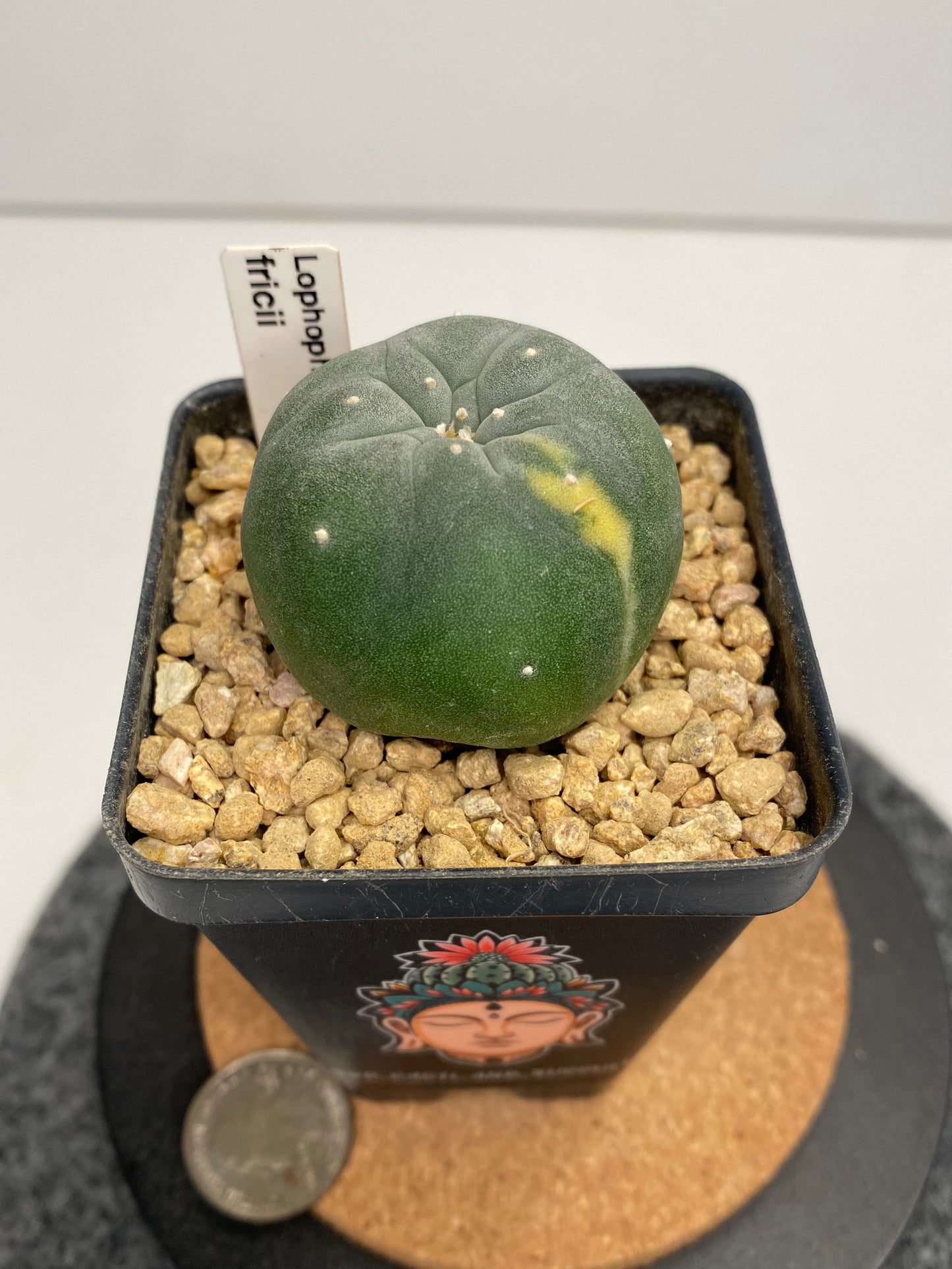 Variegated Lophophora Fricii