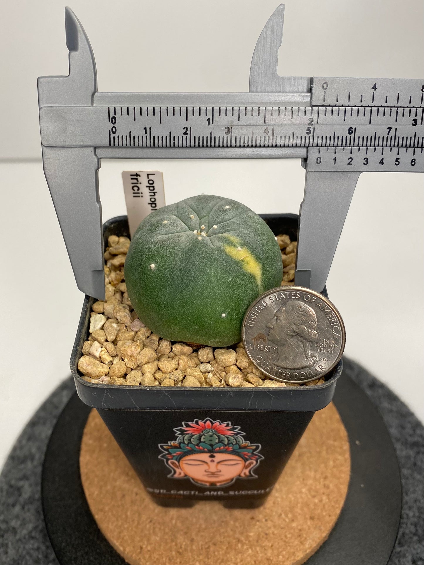 Variegated Lophophora Fricii