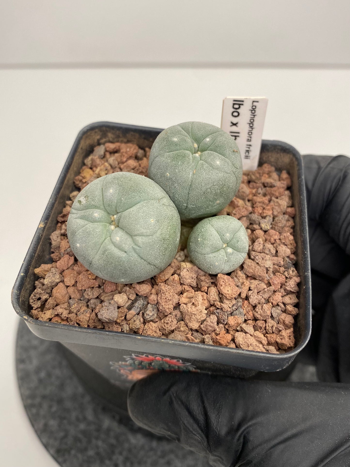 Lophophora Fricii IBO x IBO