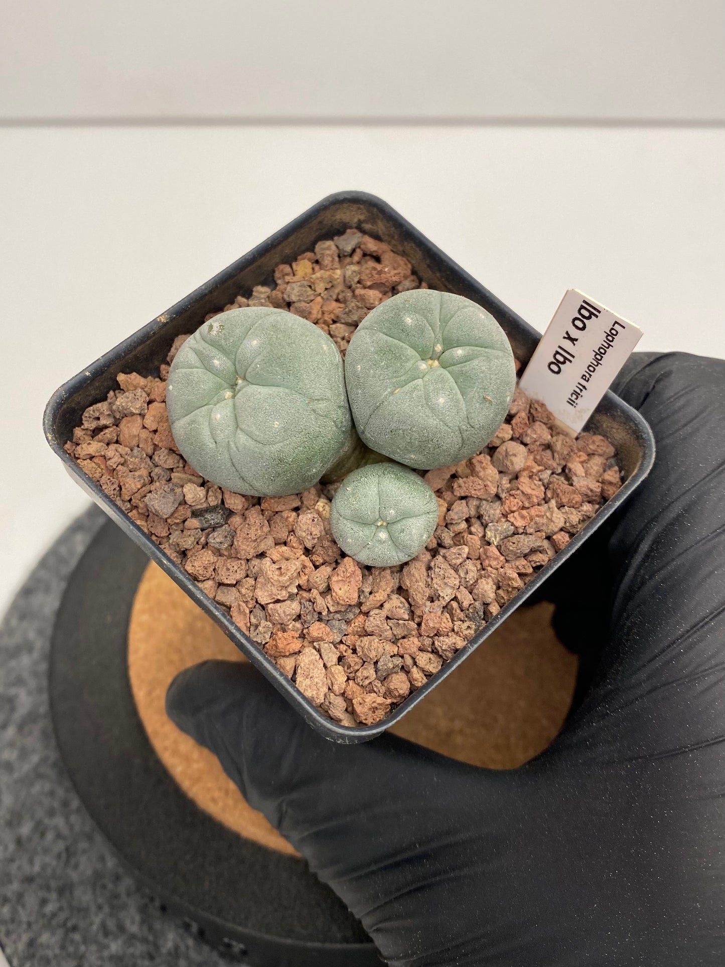 Lophophora Fricii IBO x IBO