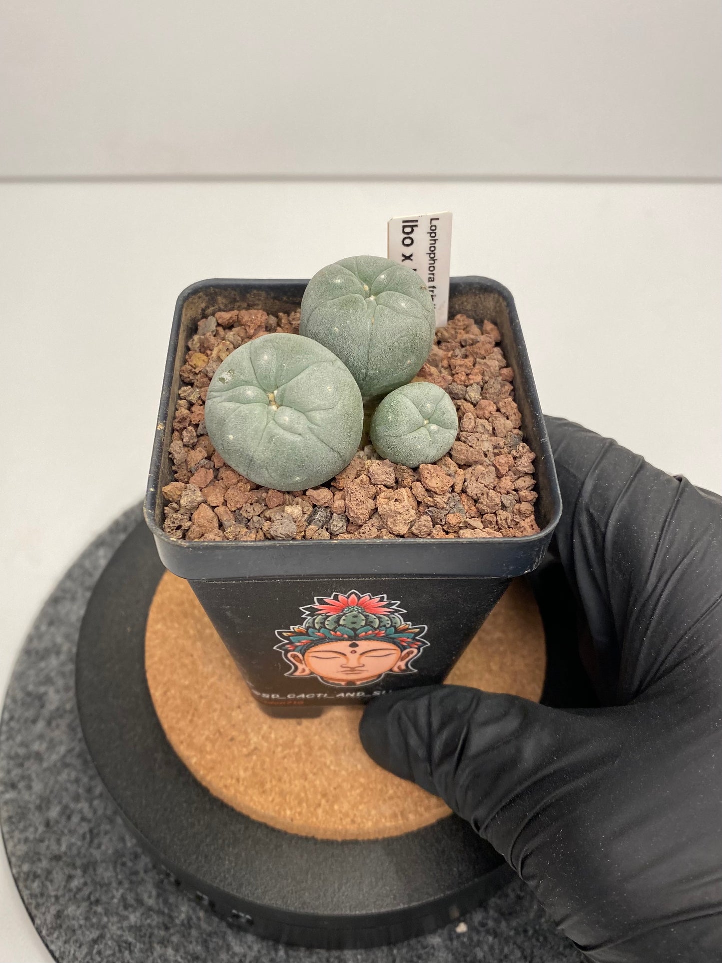 Lophophora Fricii IBO x IBO