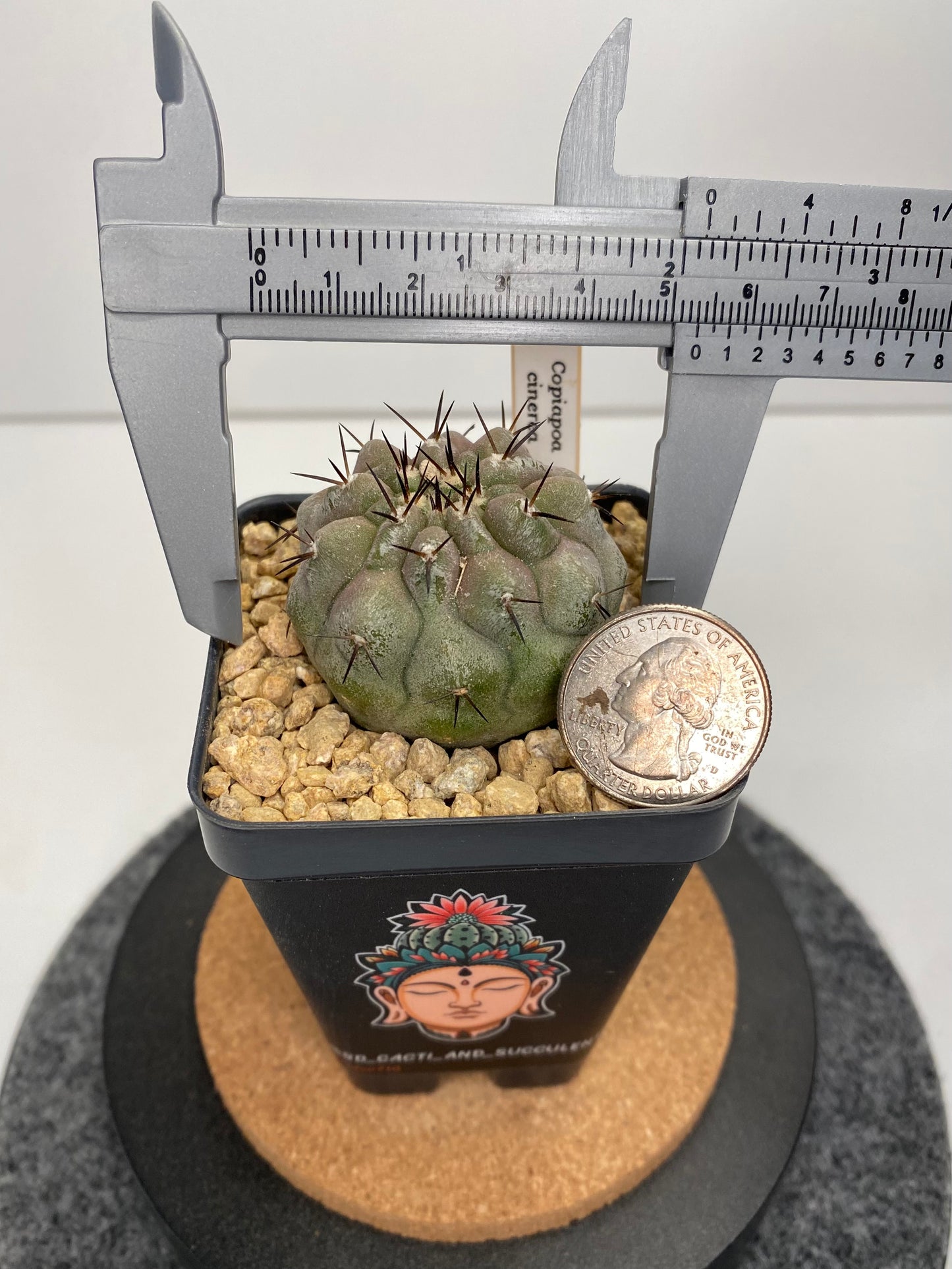 Copiapoa Cinerea