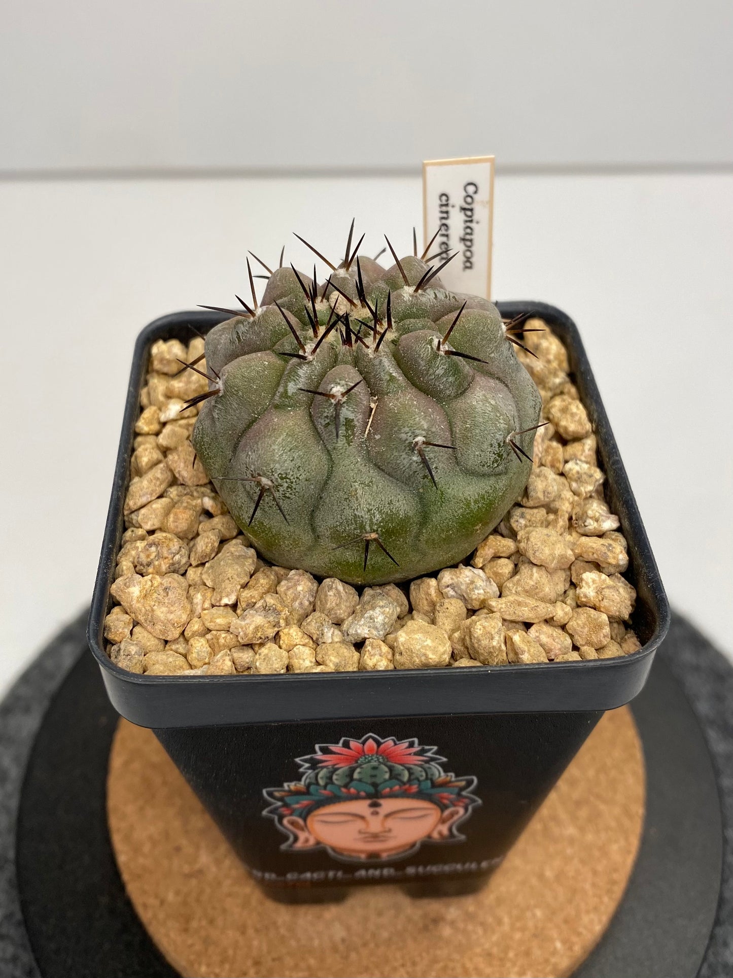 Copiapoa Cinerea