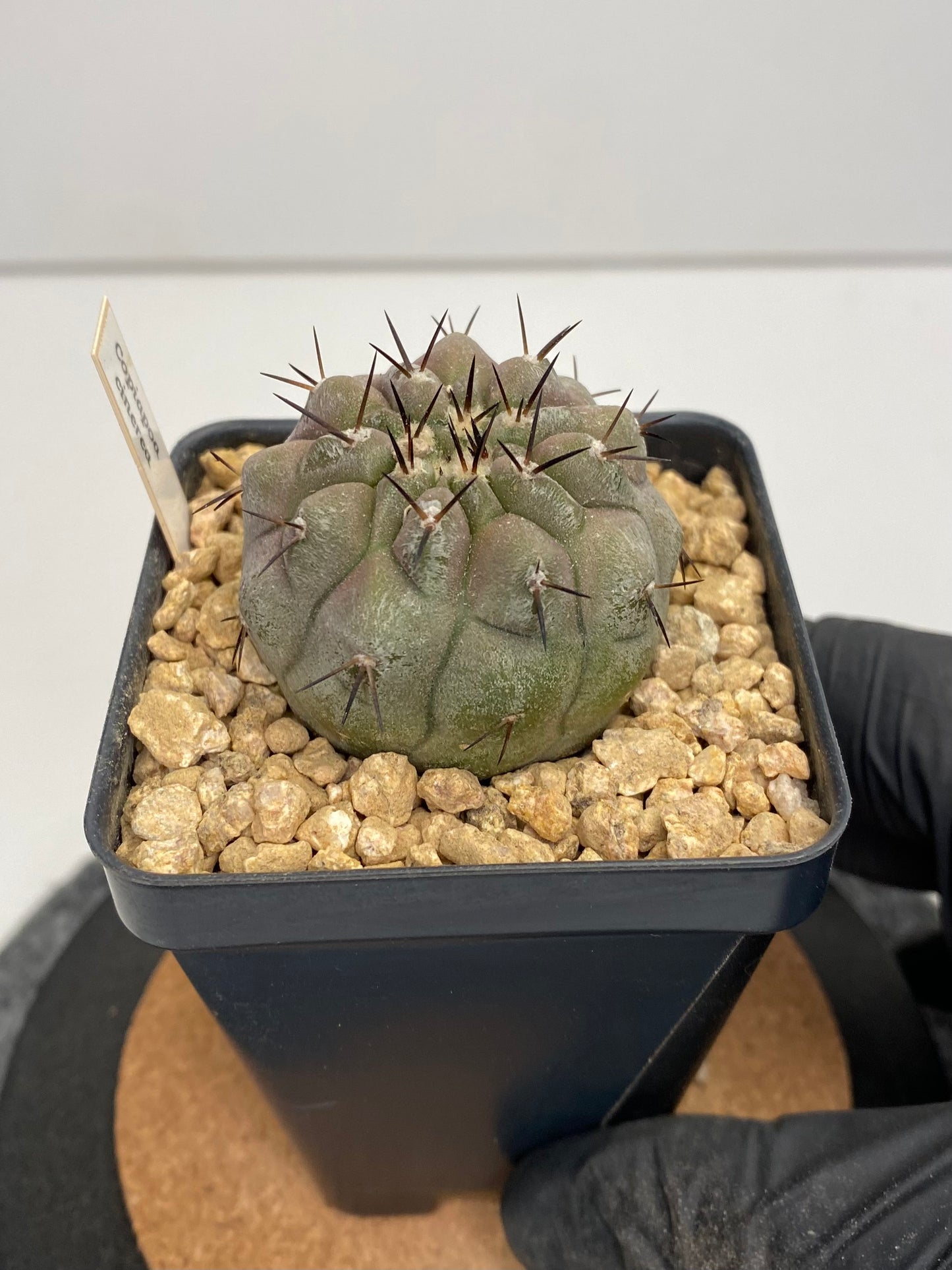 Copiapoa Cinerea