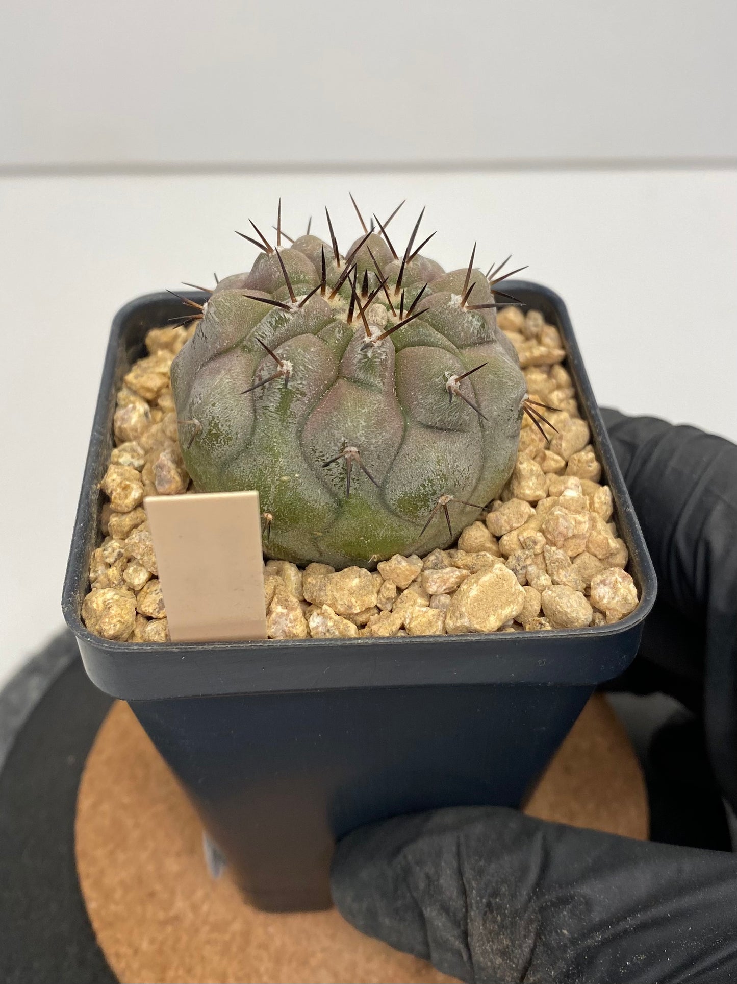 Copiapoa Cinerea