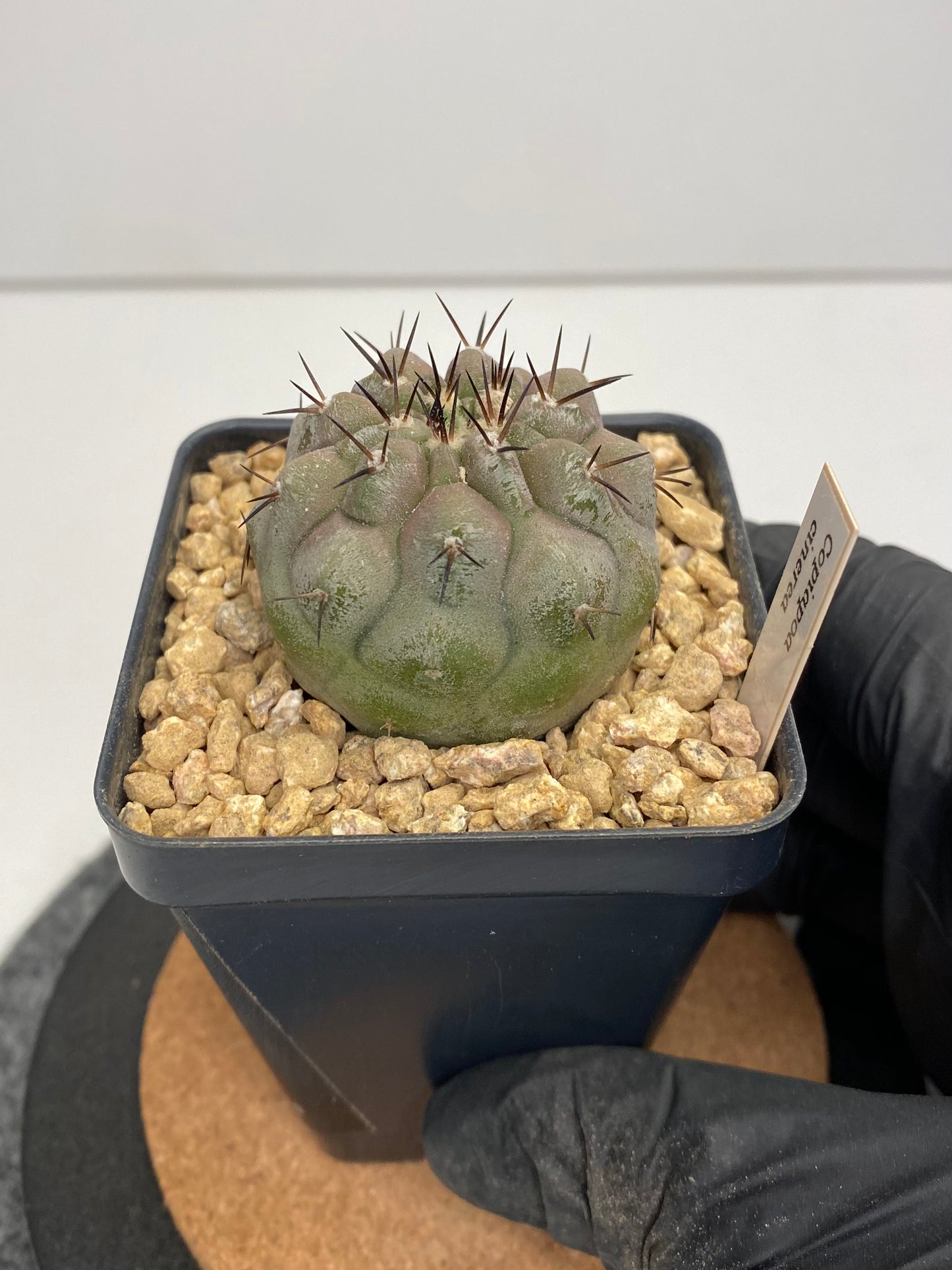 Copiapoa Cinerea