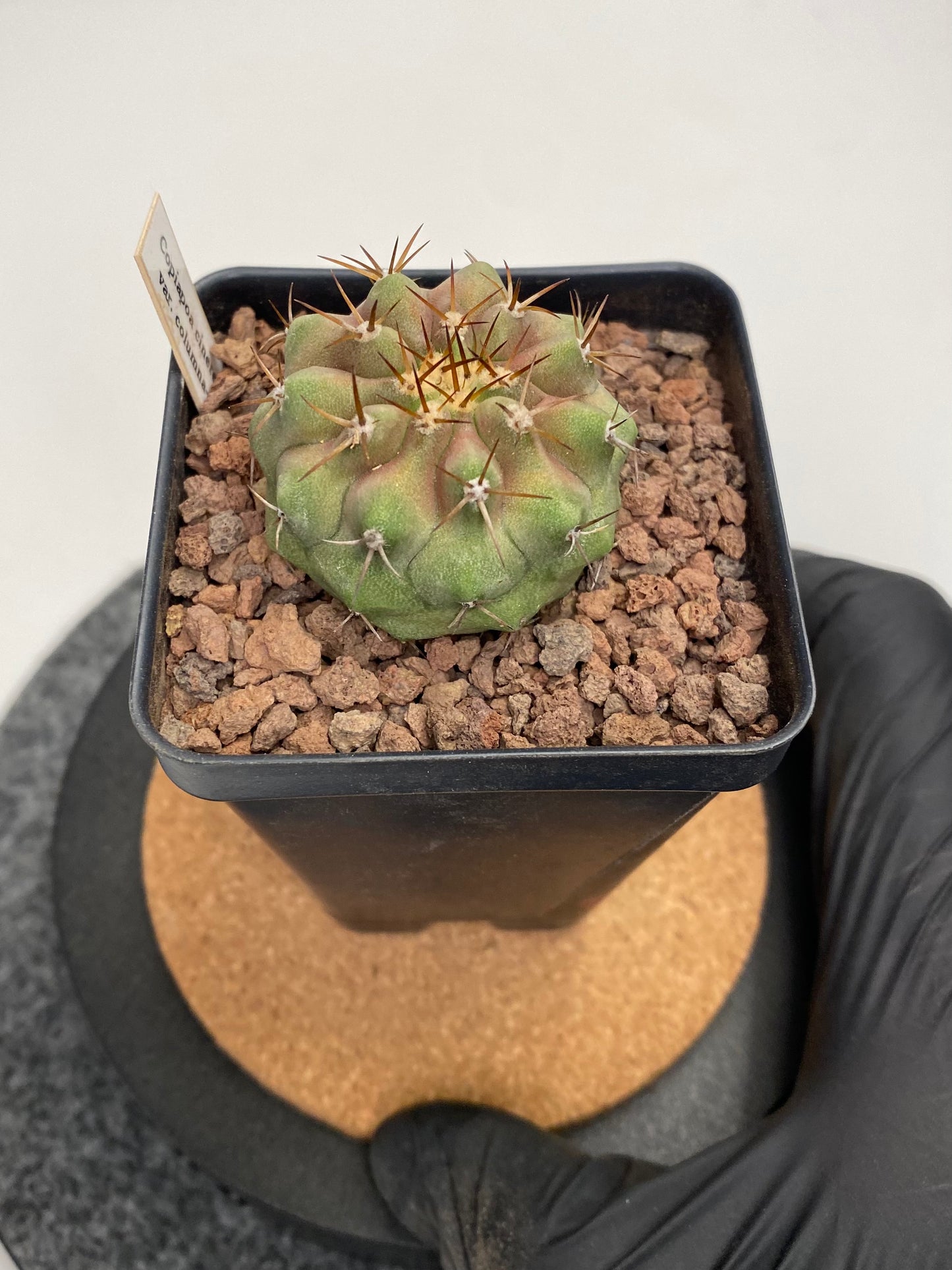 Copiapoa Cinerea var. Columna Alba "A"