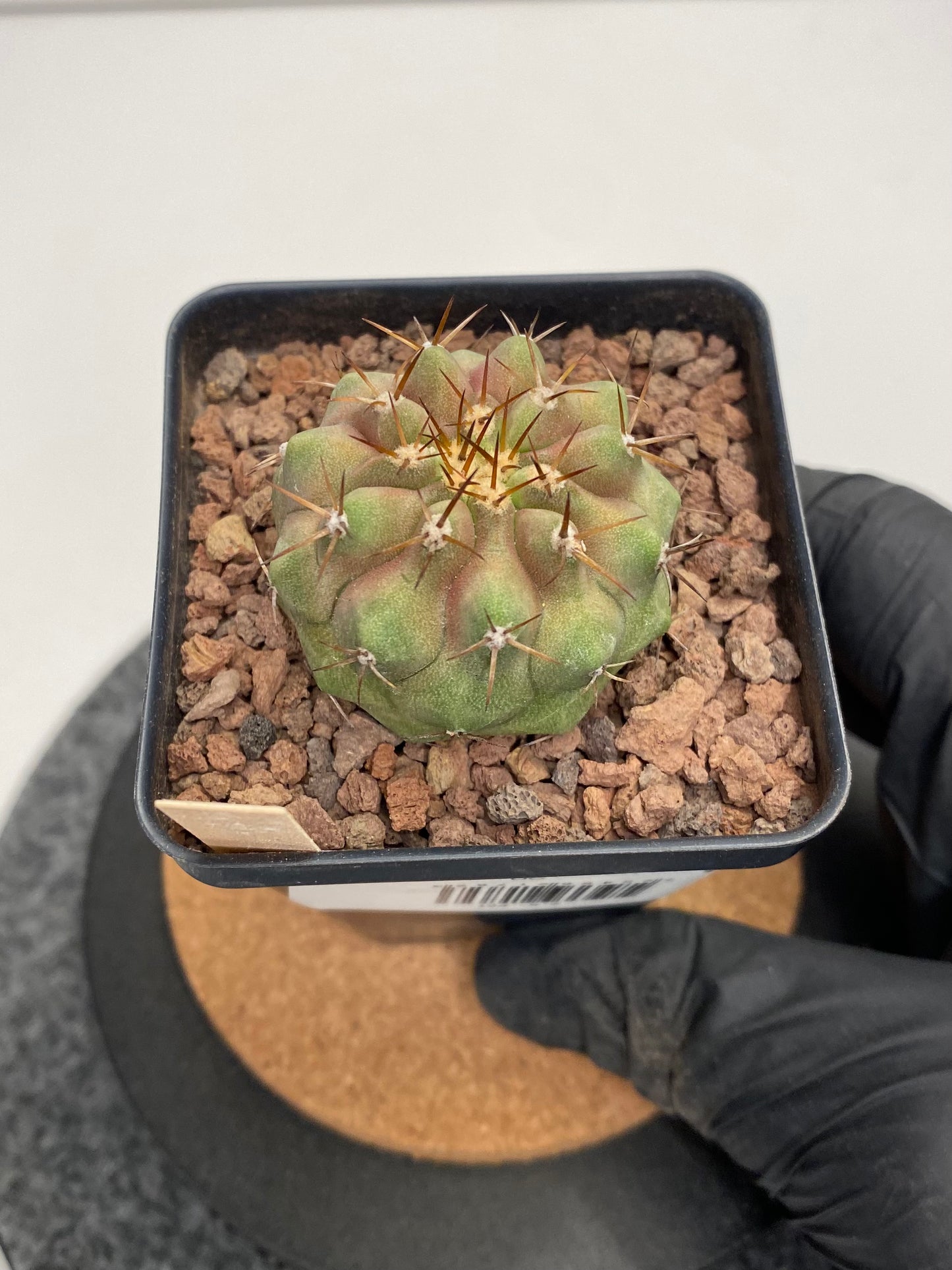 Copiapoa Cinerea var. Columna Alba "A"