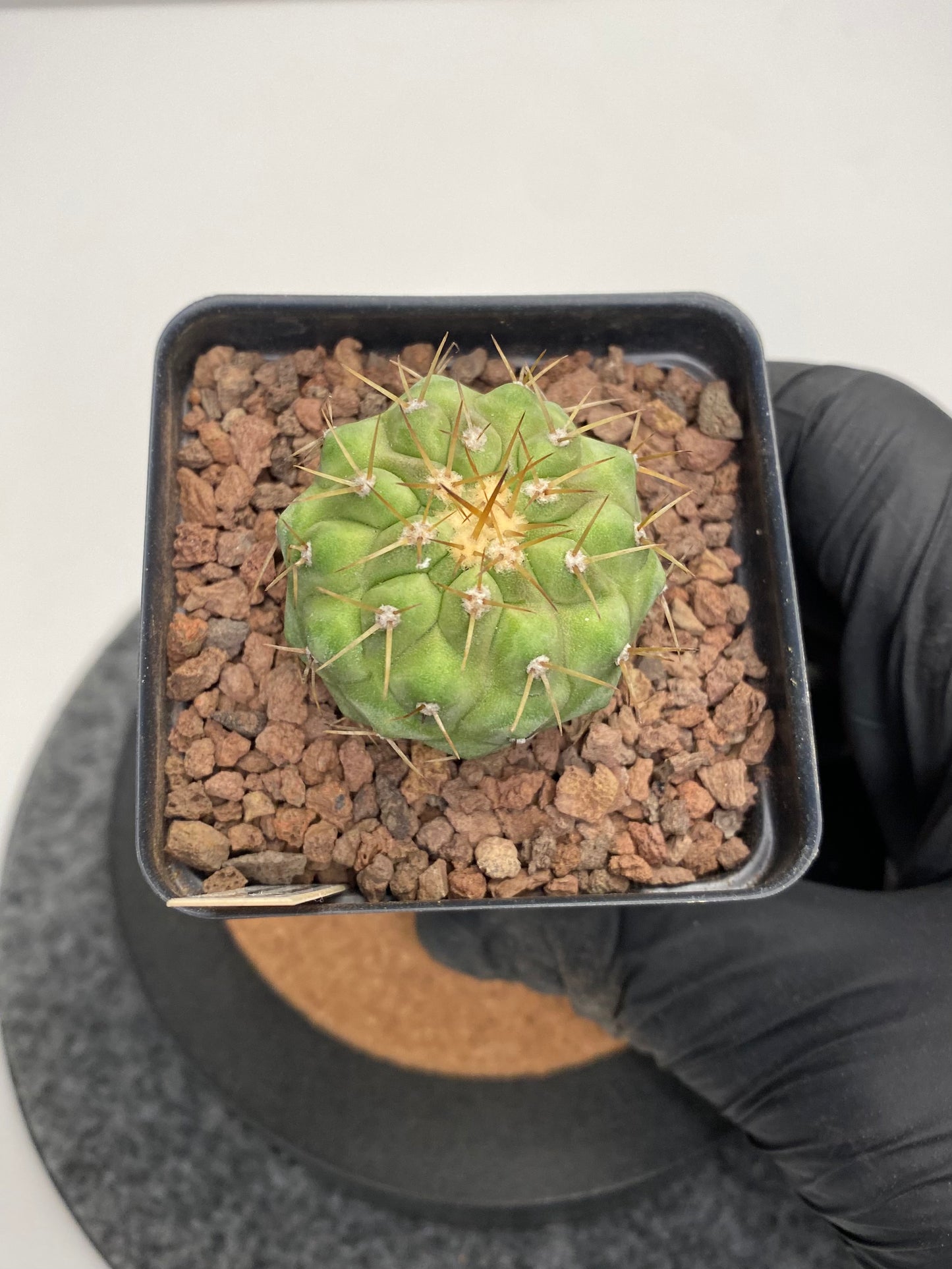 Copiapoa Cinerea var. Columna Alba "B"