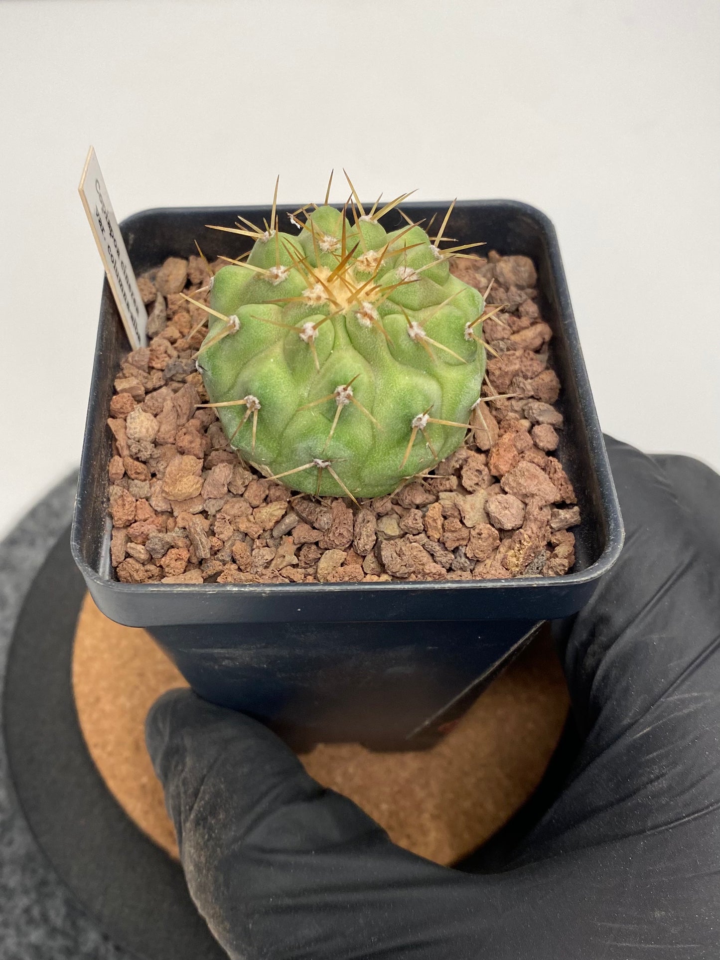 Copiapoa Cinerea var. Columna Alba "B"