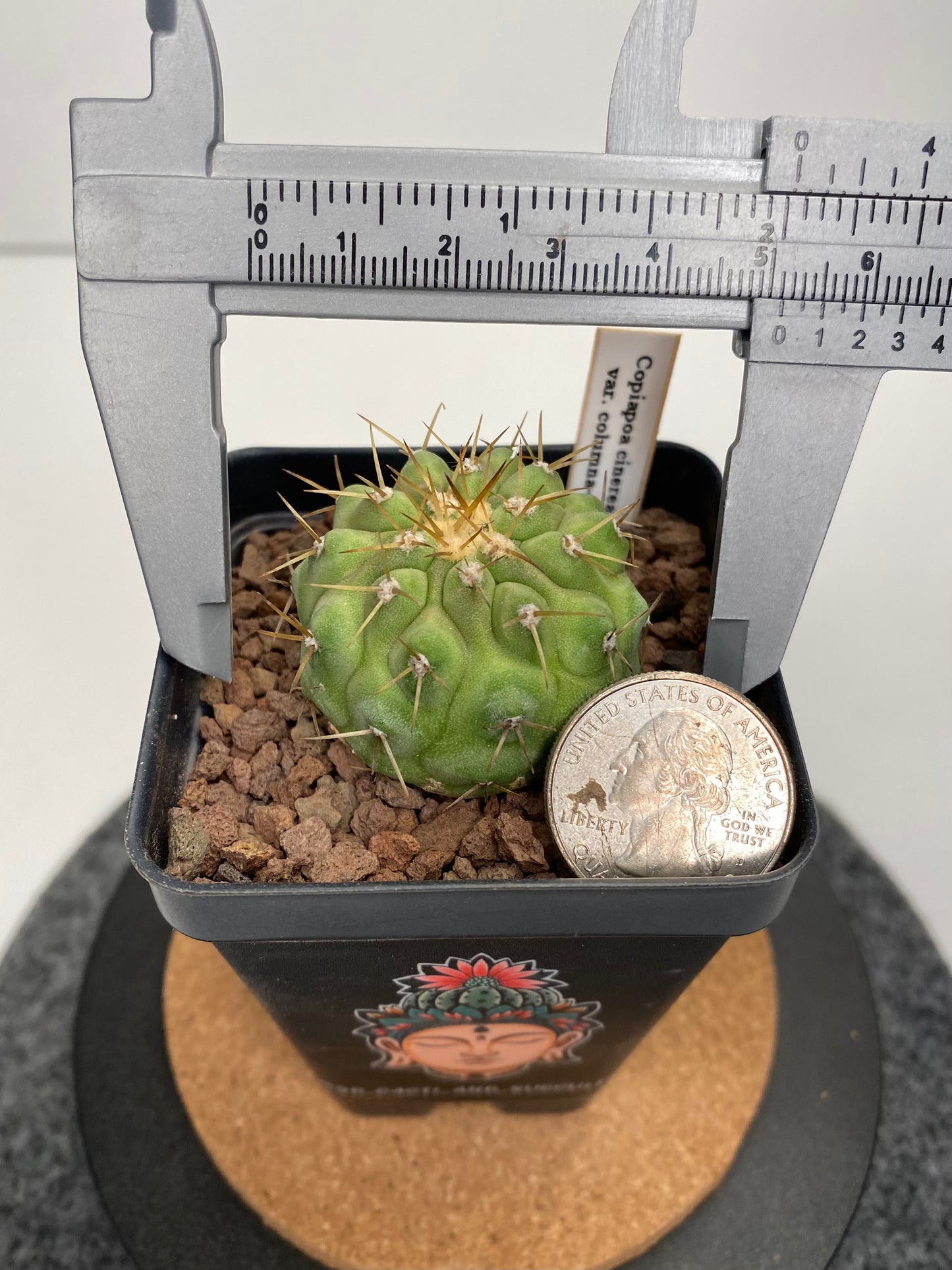 Copiapoa Cinerea var. Columna Alba "B"