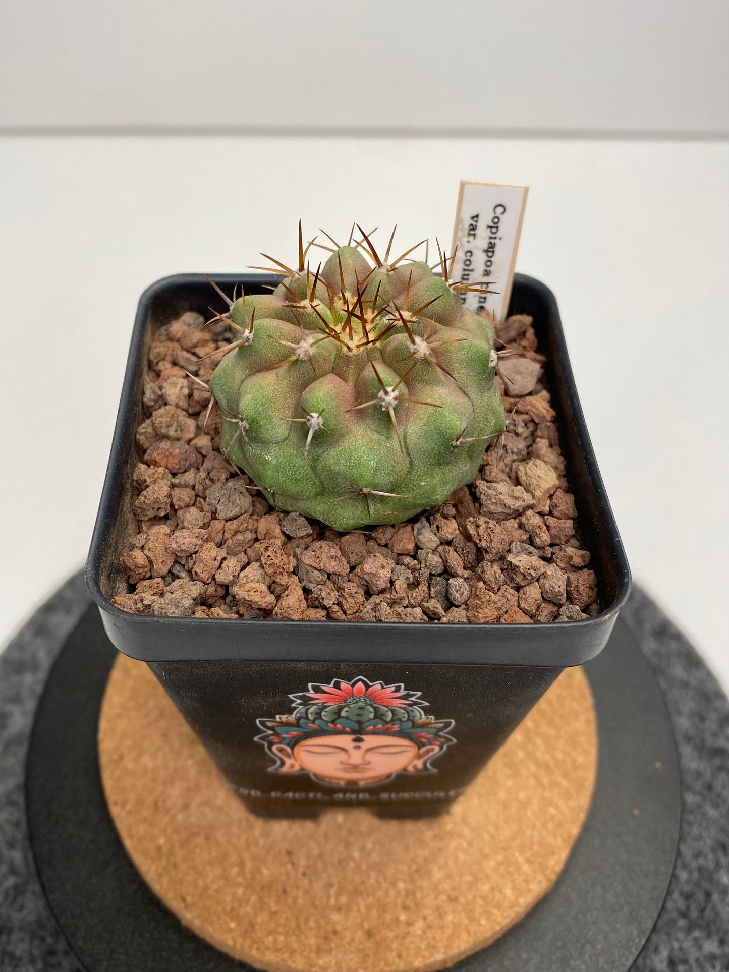 Copiapoa Cinerea var. Columna Alba "A"