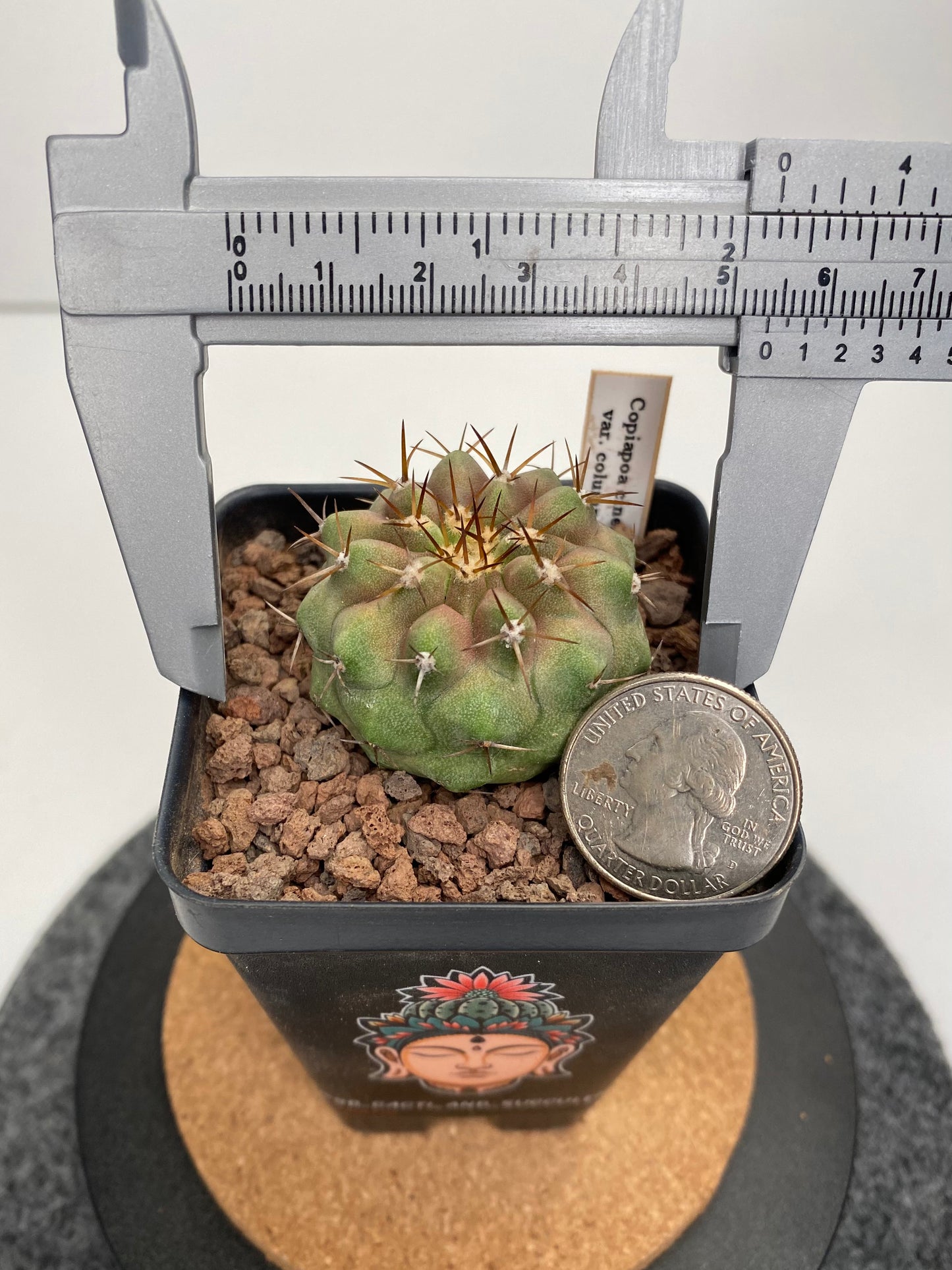 Copiapoa Cinerea var. Columna Alba "A"