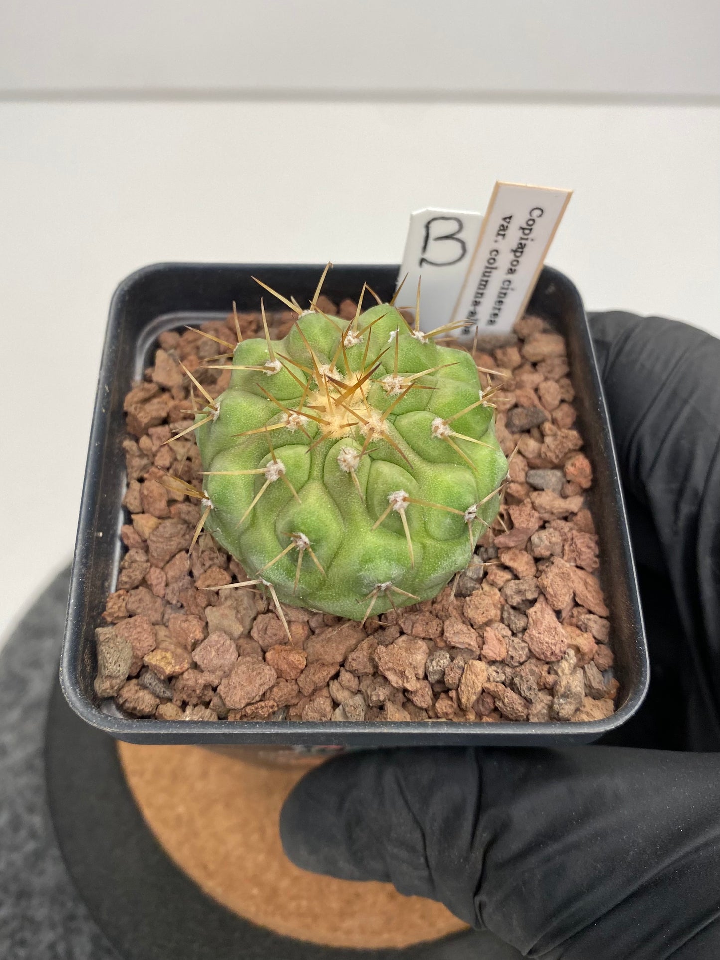 Copiapoa Cinerea var. Columna Alba "B"