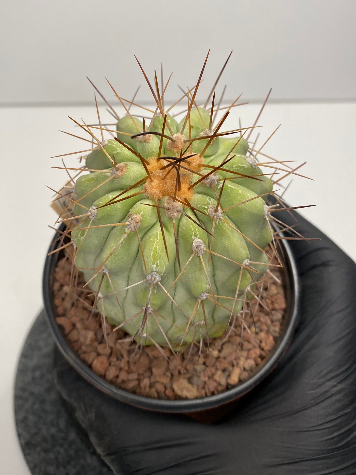 Copiapoa Haseltoniana