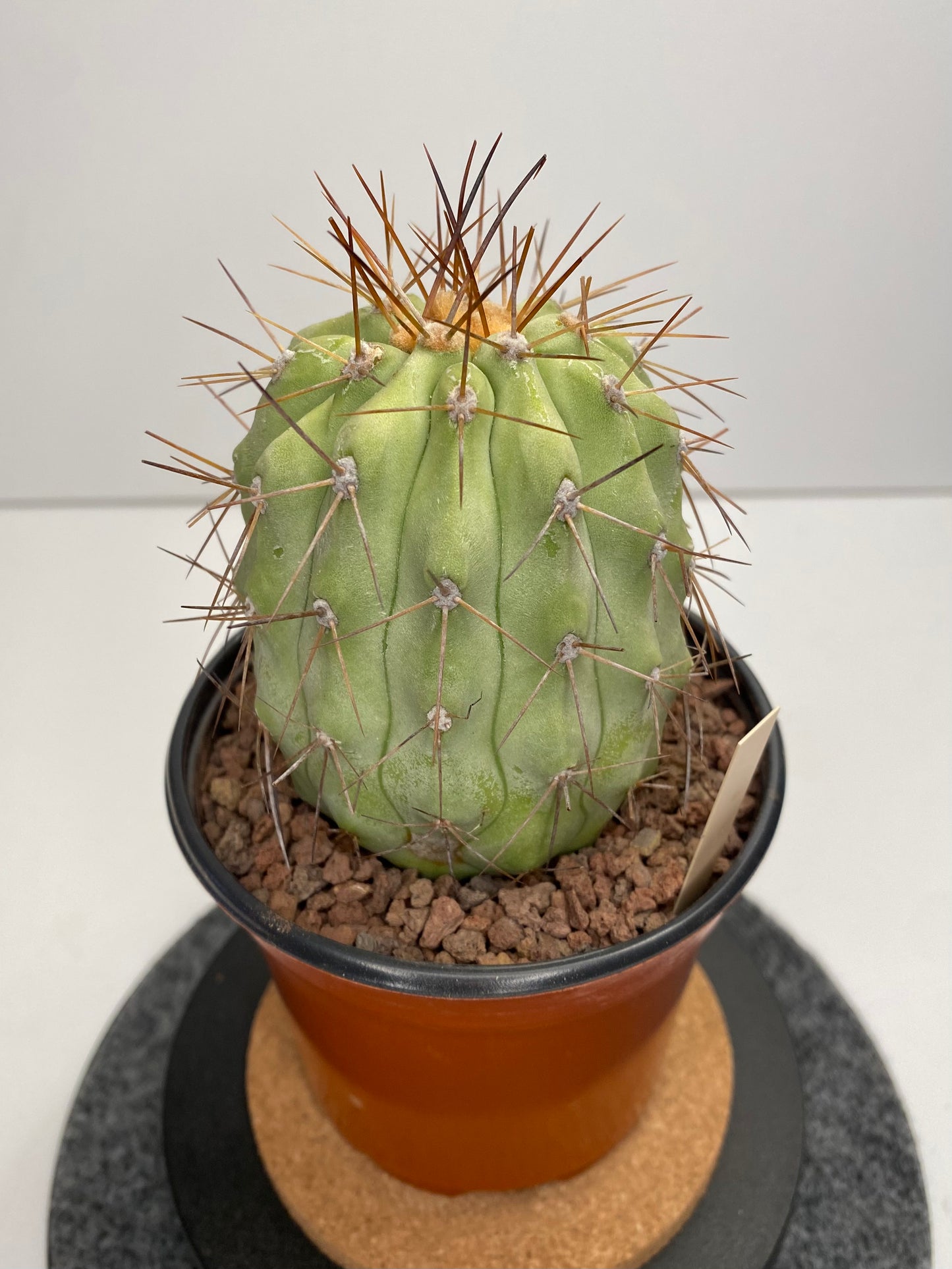 Copiapoa Haseltoniana