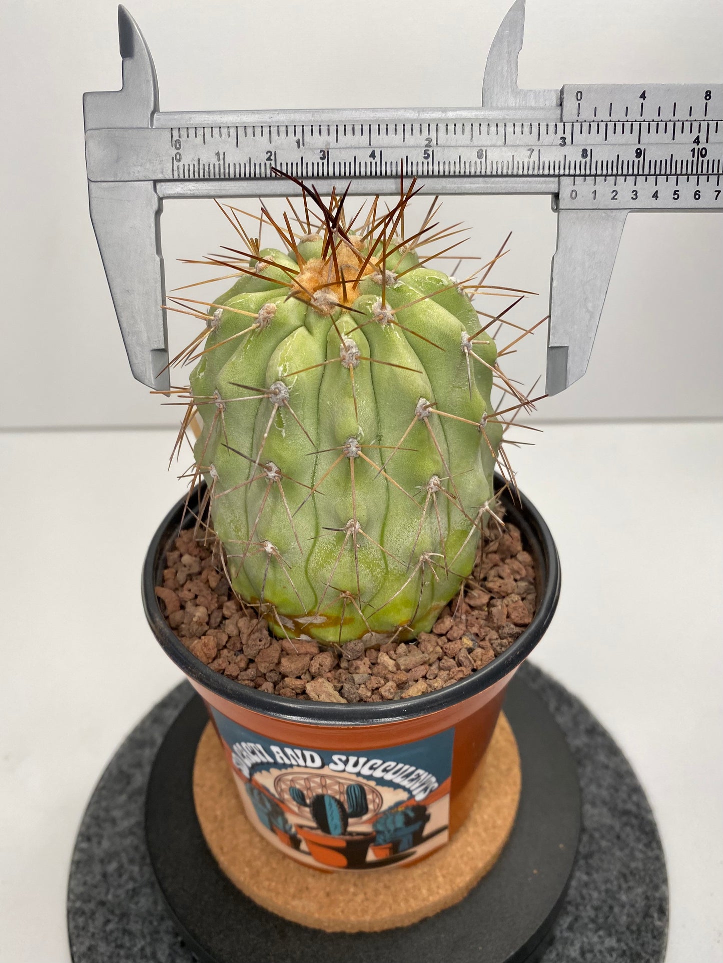 Copiapoa Haseltoniana