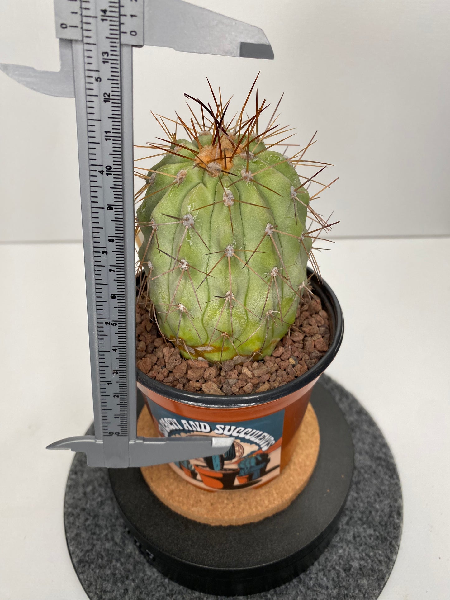 Copiapoa Haseltoniana