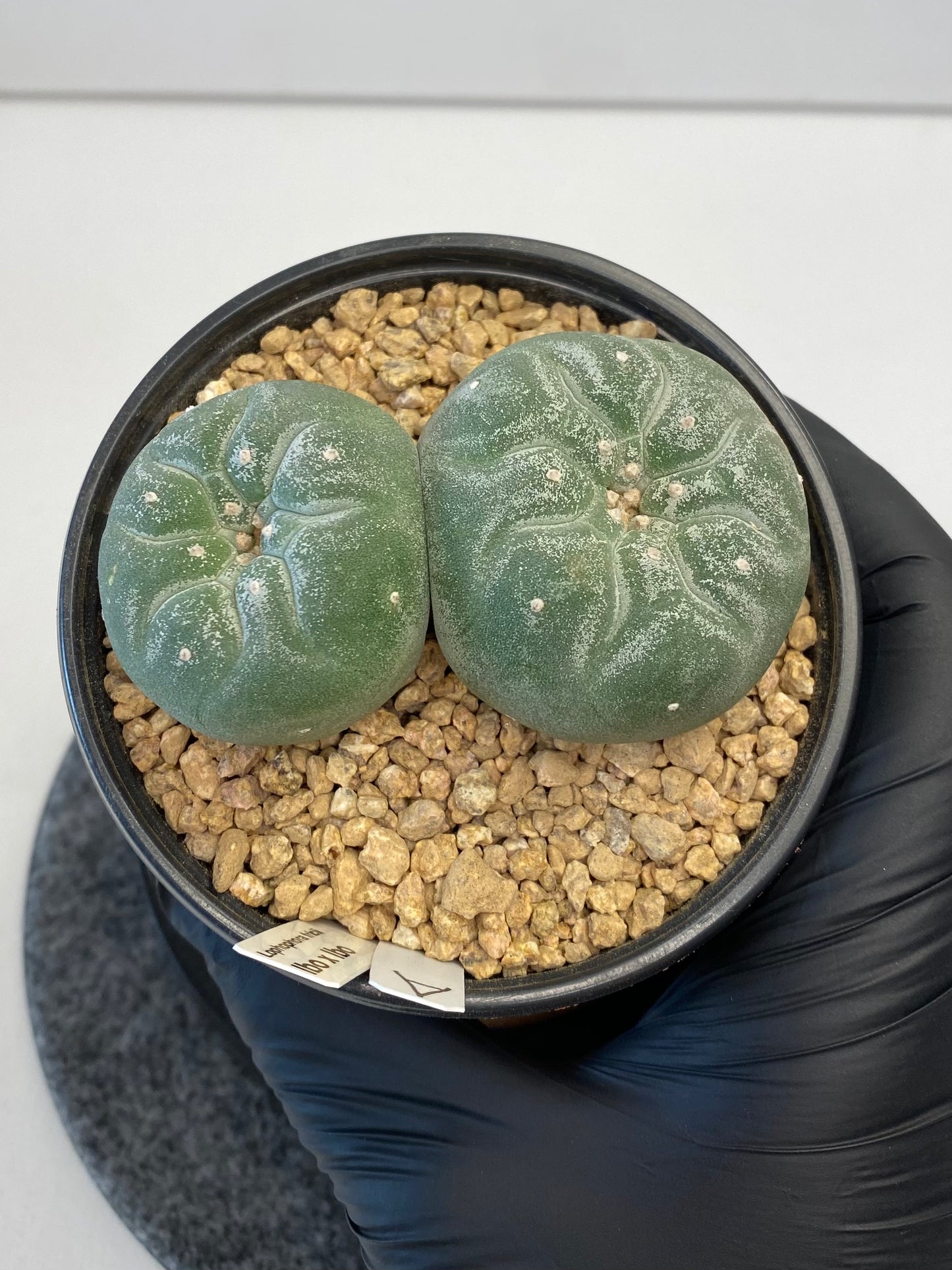 Lophophora Fricii cv. IBO Twin