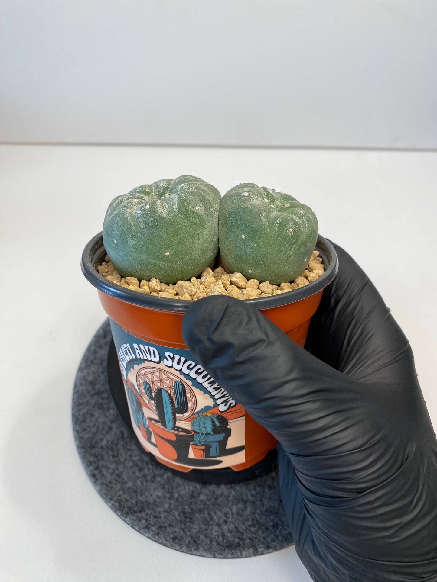 Lophophora Fricii cv. IBO Twin