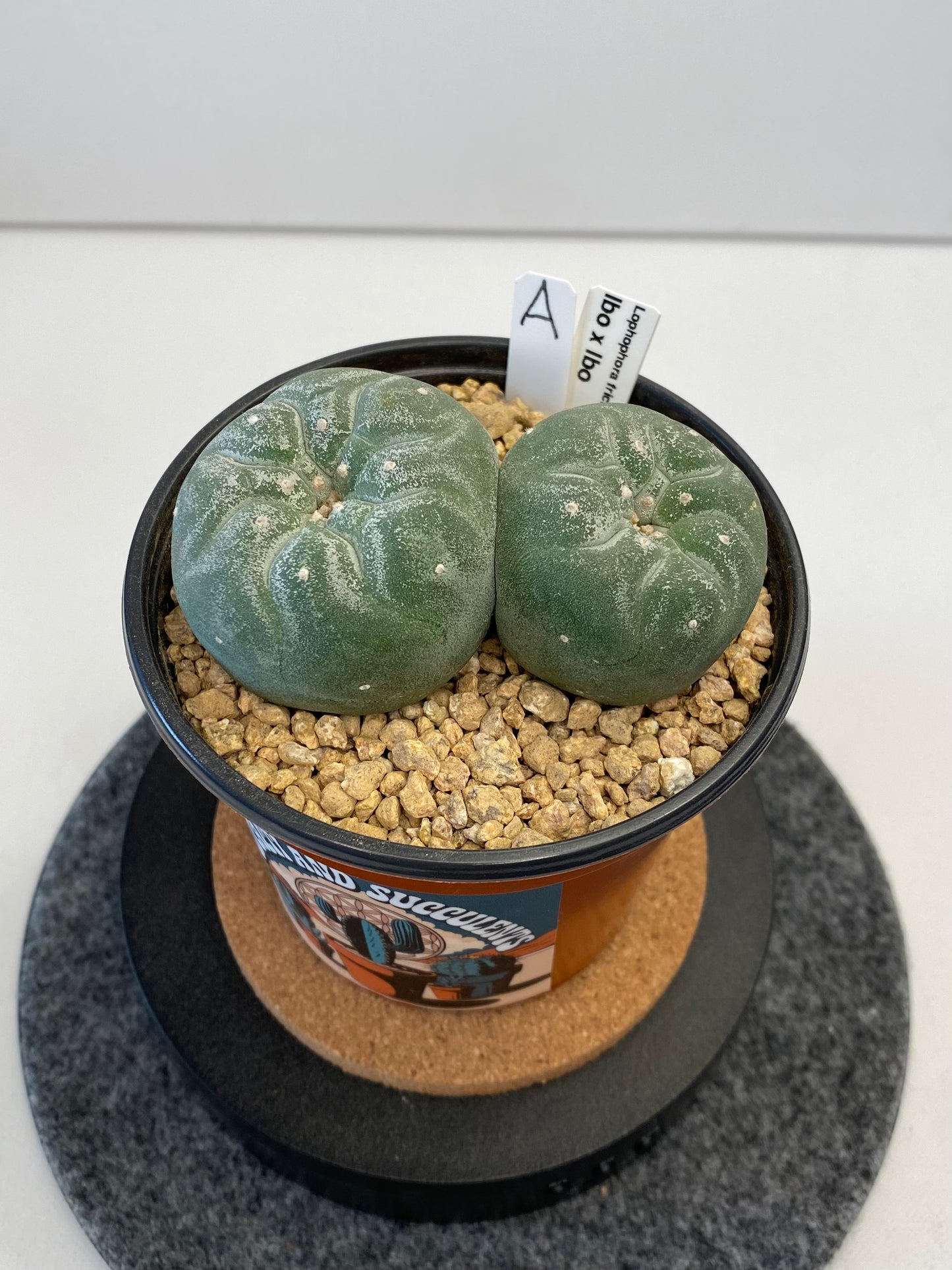 Lophophora Fricii cv. IBO Twin