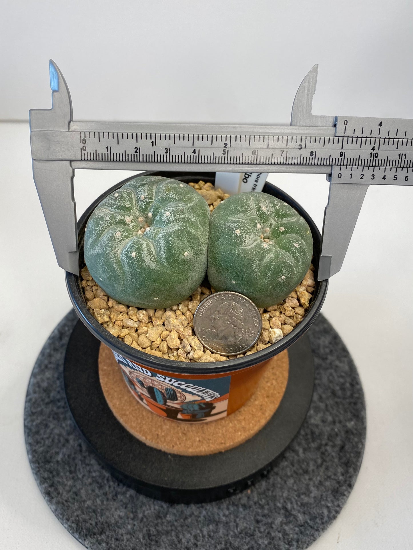 Lophophora Fricii cv. IBO Twin