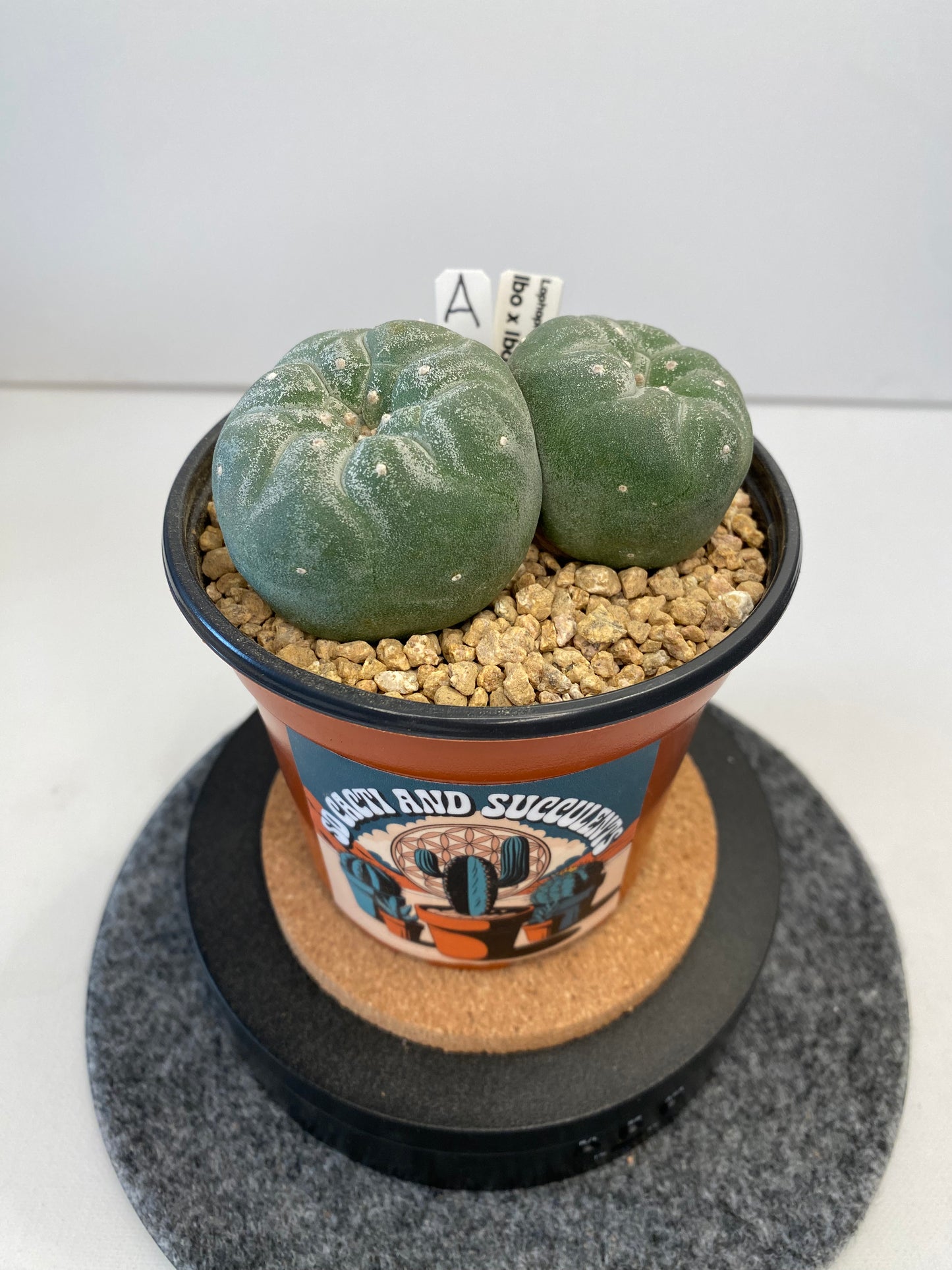 Lophophora Fricii cv. IBO Twin