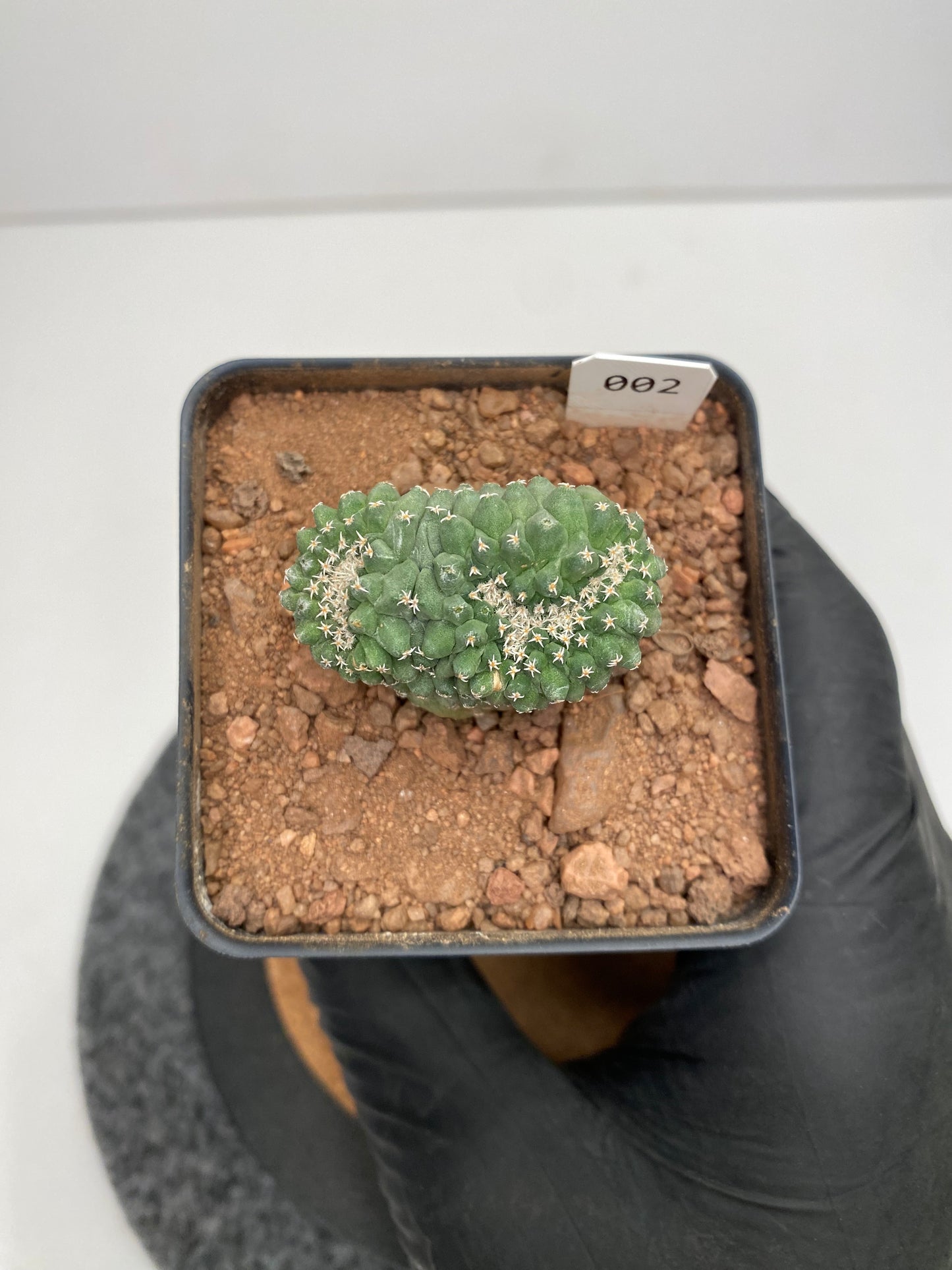 Strombocactus disciformis f. cristata #002