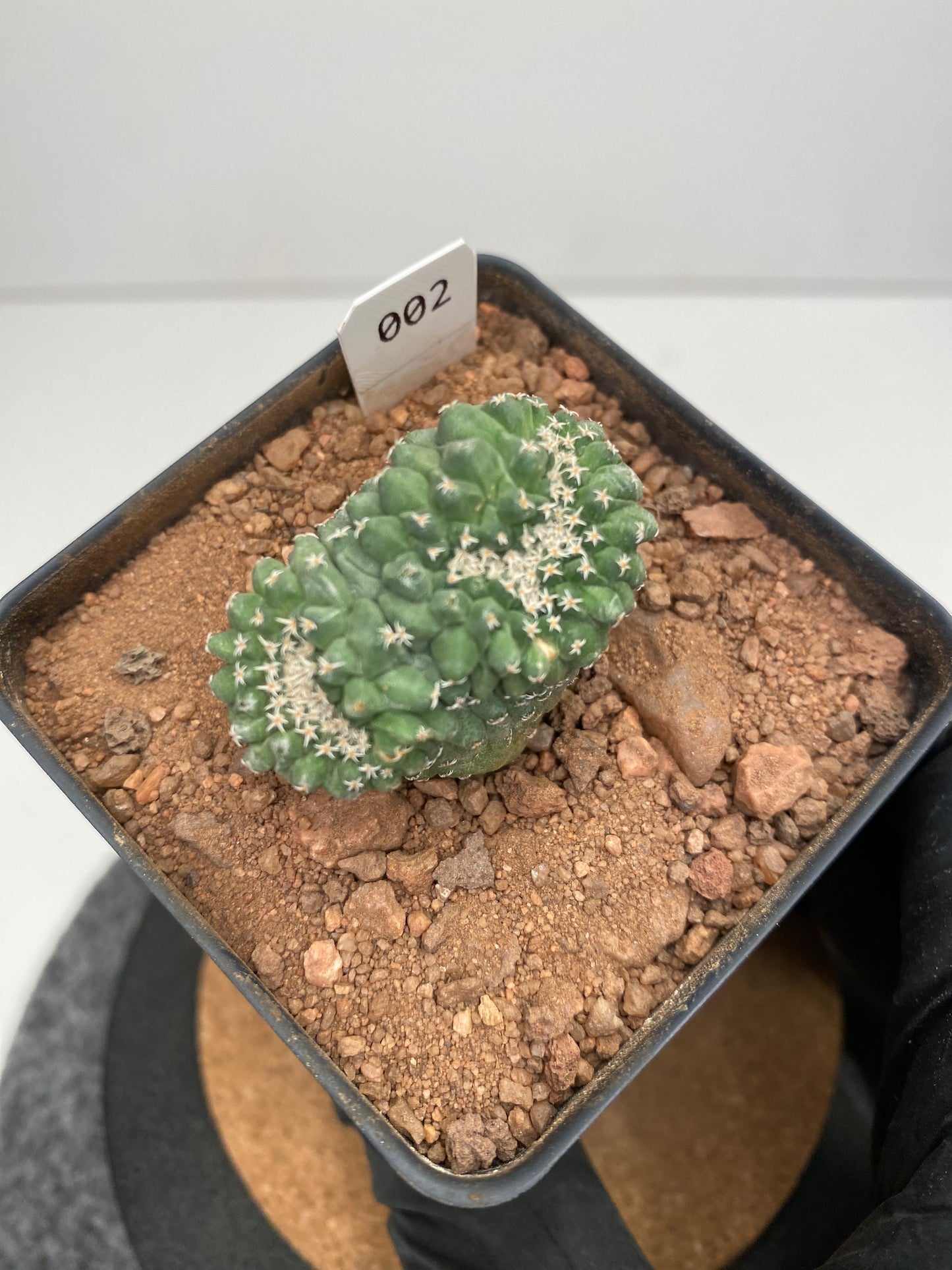 Strombocactus disciformis f. cristata #002