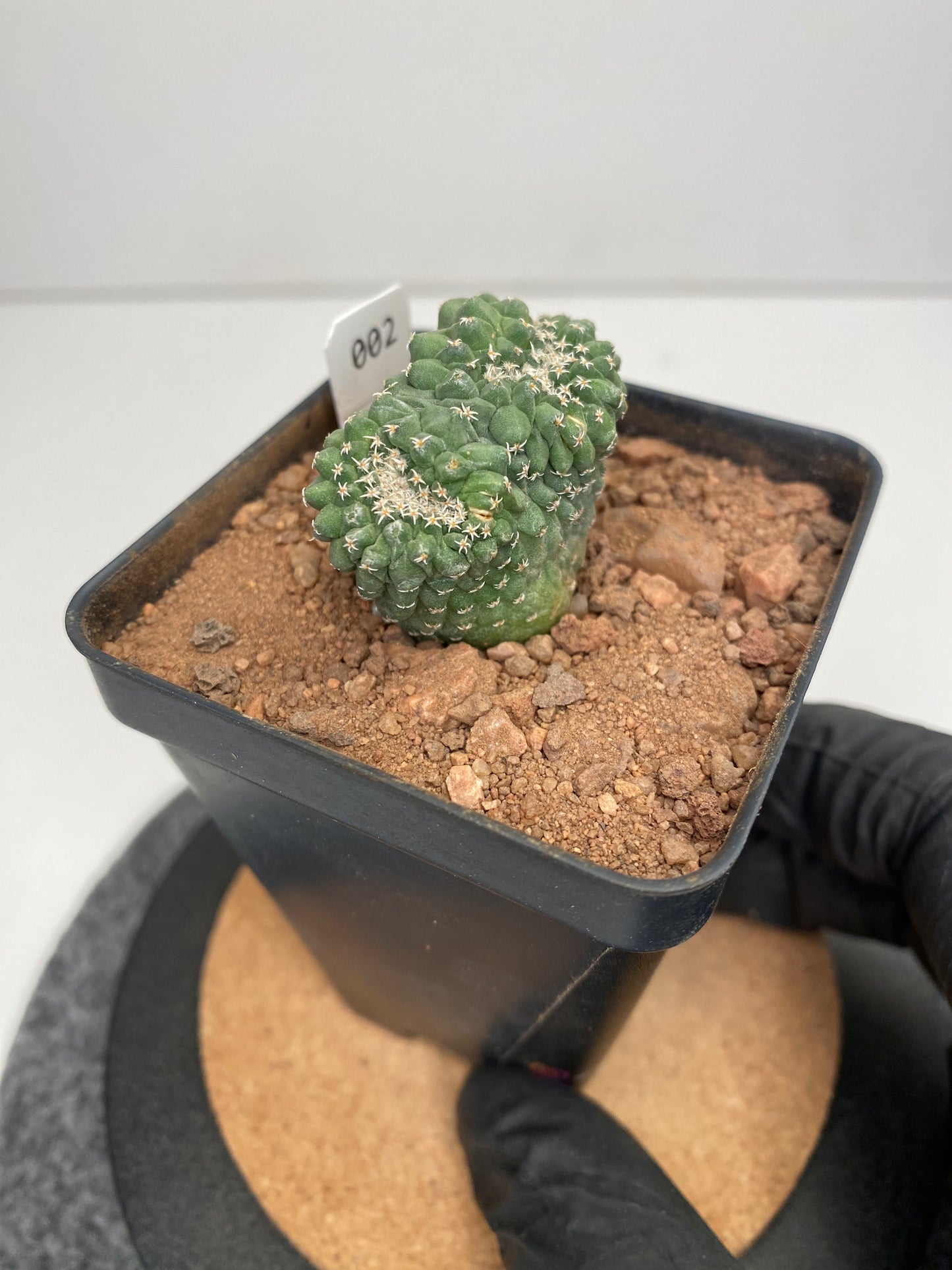 Strombocactus disciformis f. cristata #002