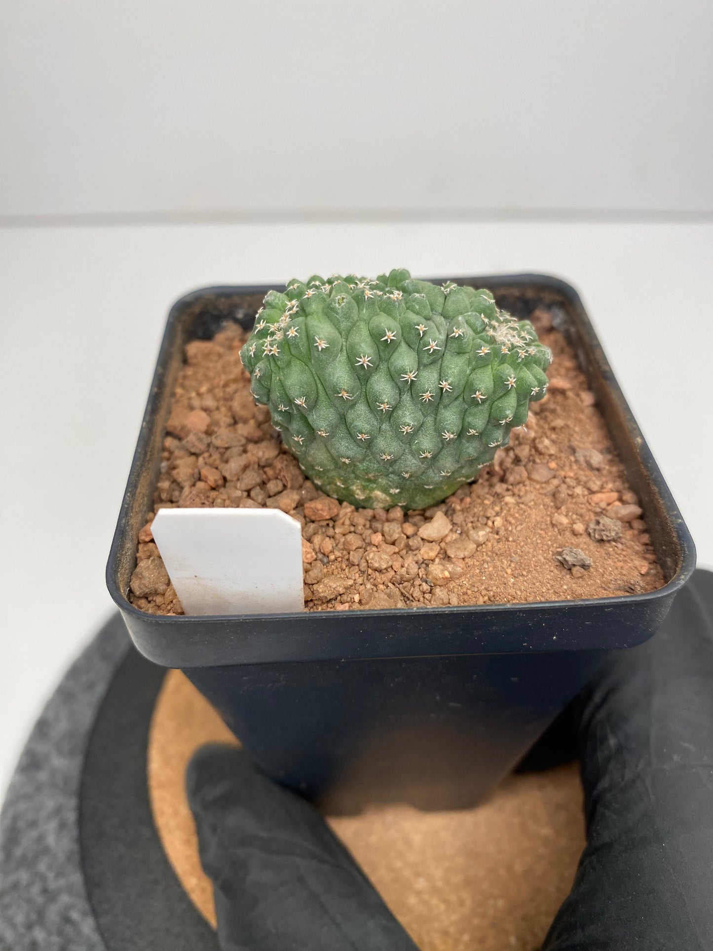 Strombocactus disciformis f. cristata #002