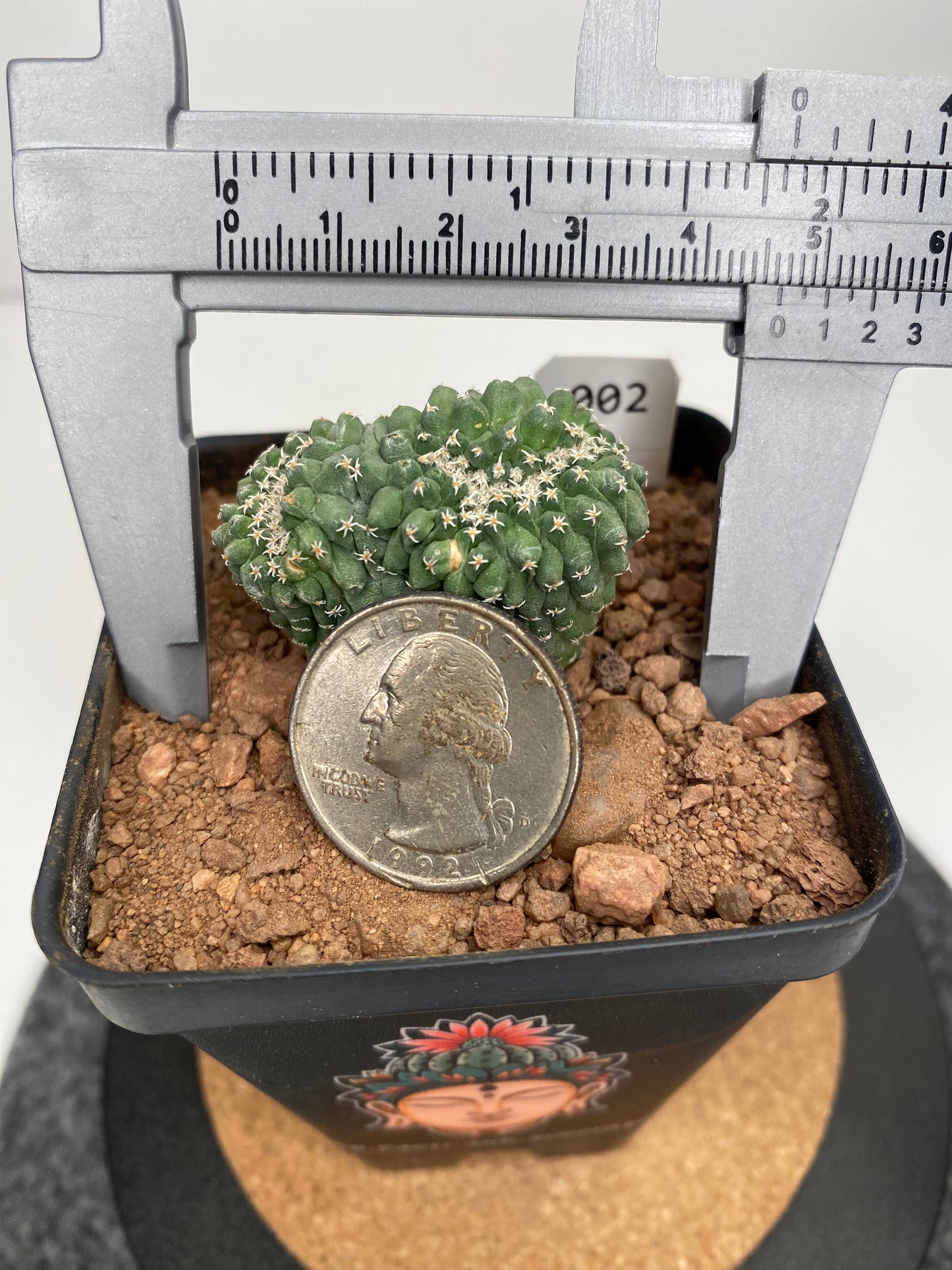 Strombocactus disciformis f. cristata #002