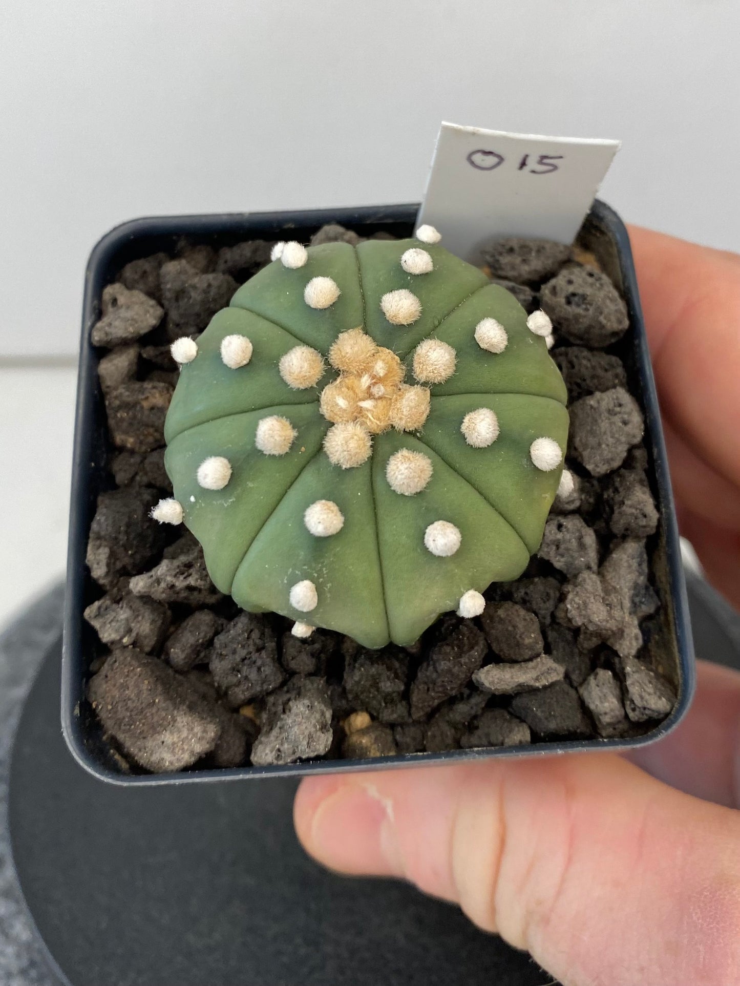 Astrophytum Asterias ‘Nudum’ "015"