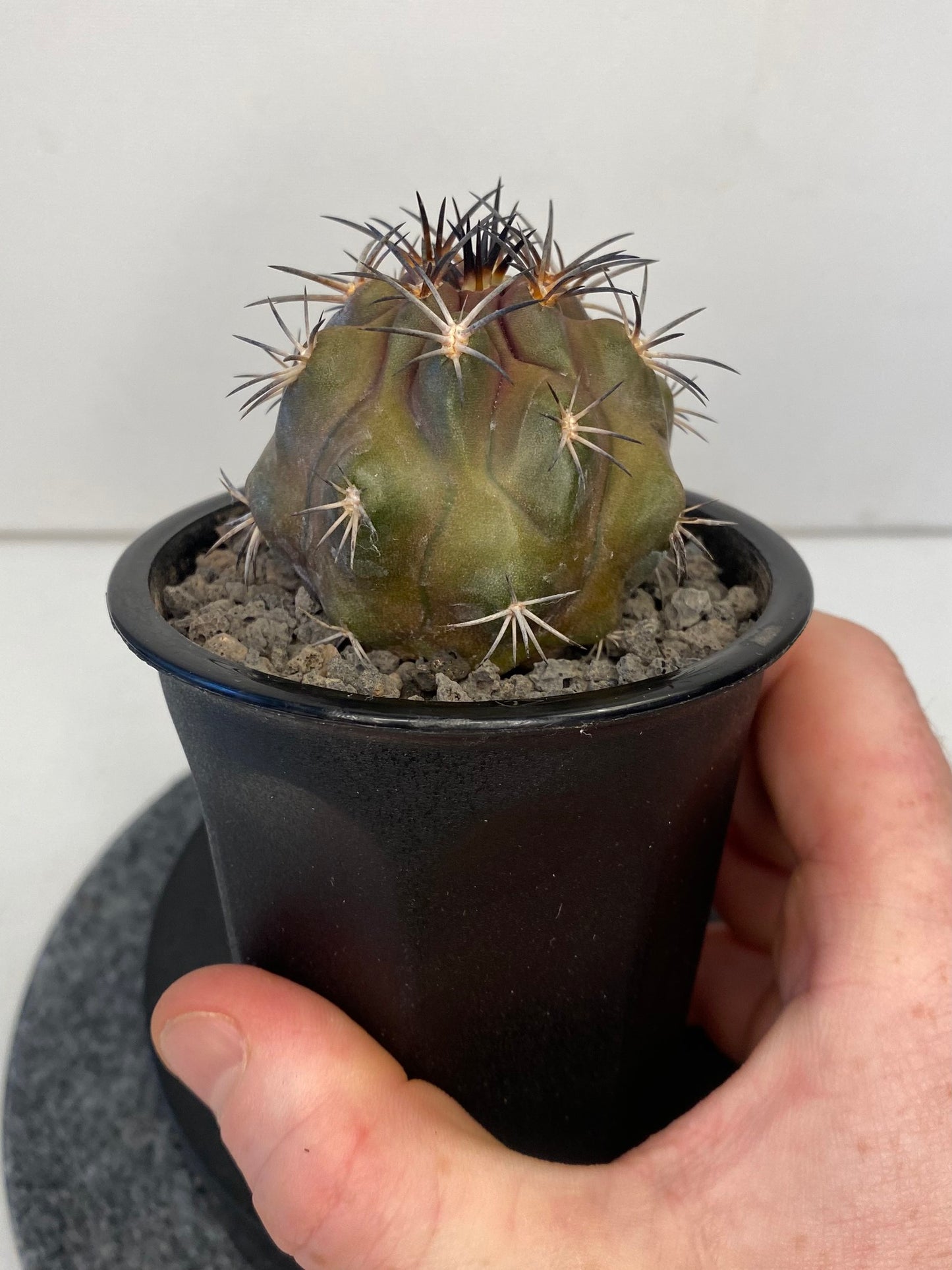 Copiapoa Dura