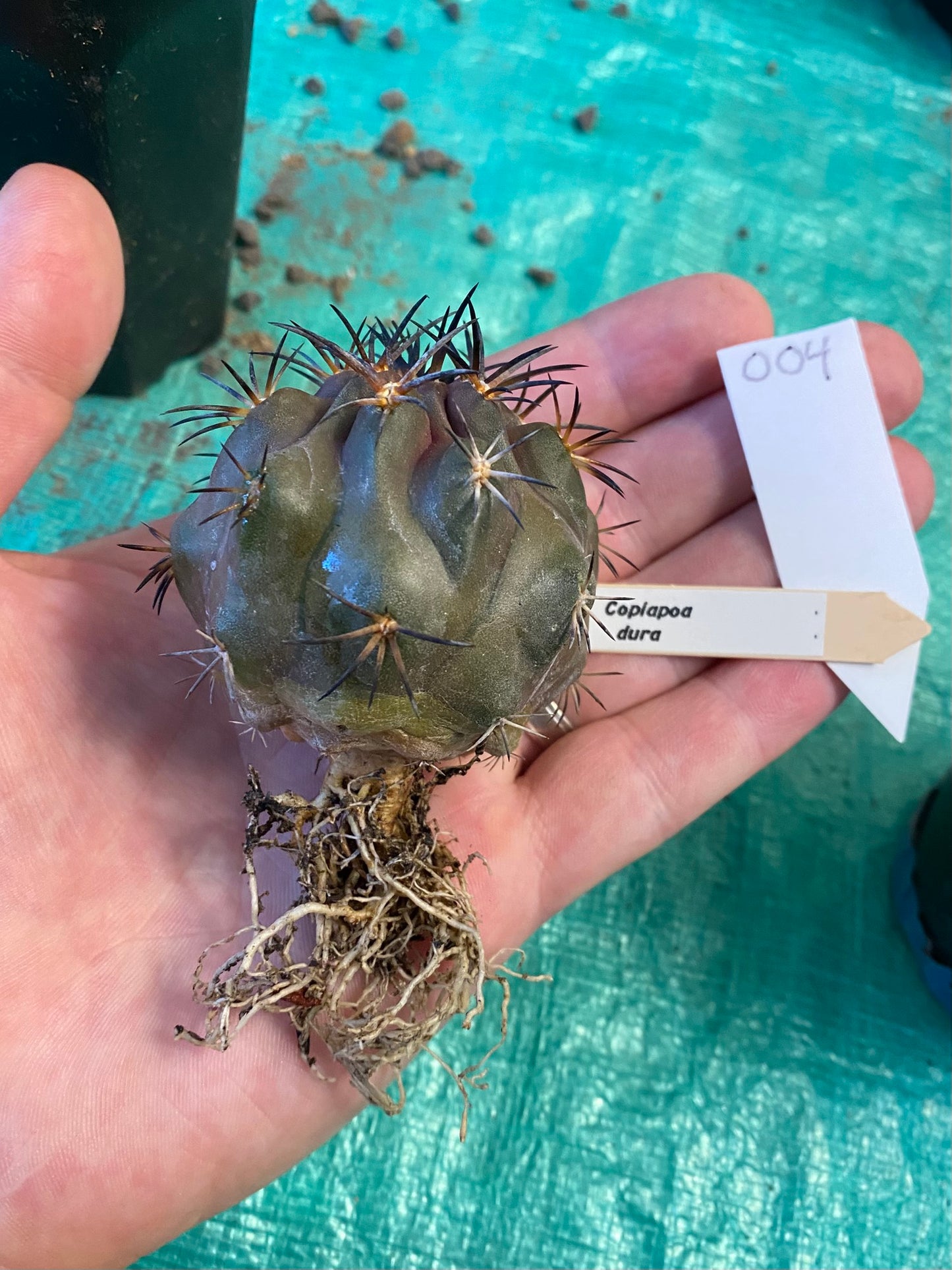 Copiapoa Dura