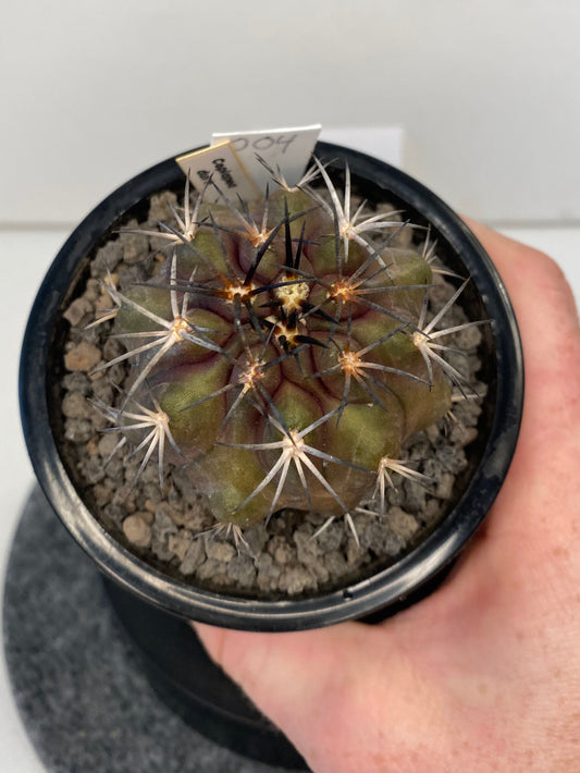 Copiapoa Dura