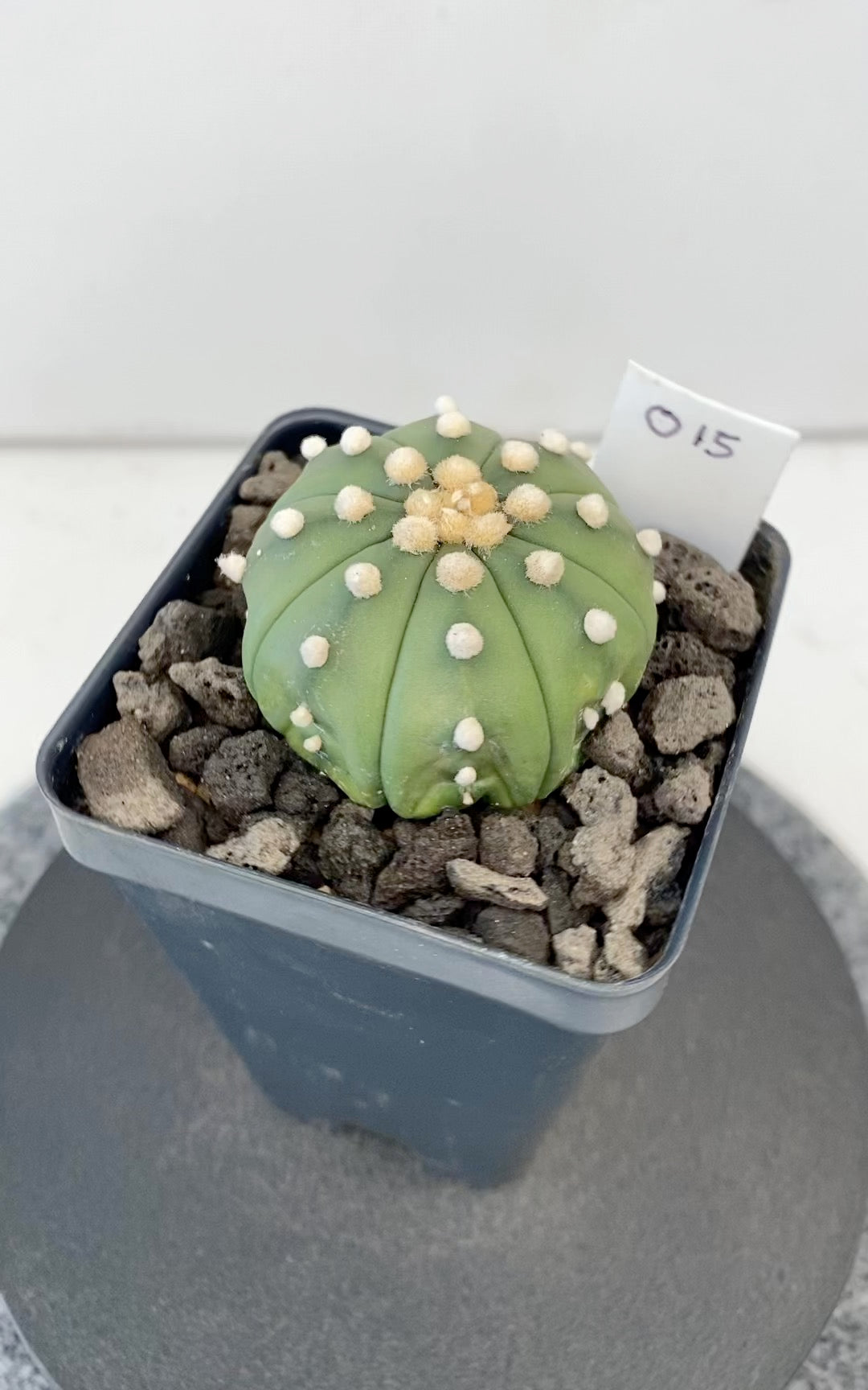 Astrophytum Asterias ‘Nudum’ "015"