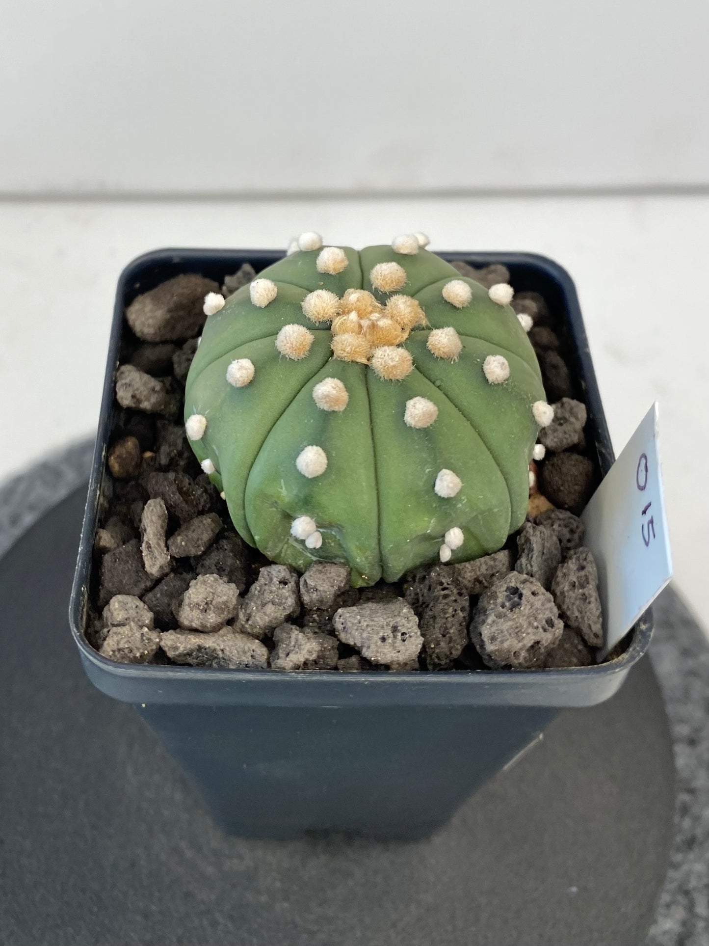 Astrophytum Asterias ‘Nudum’ "015"