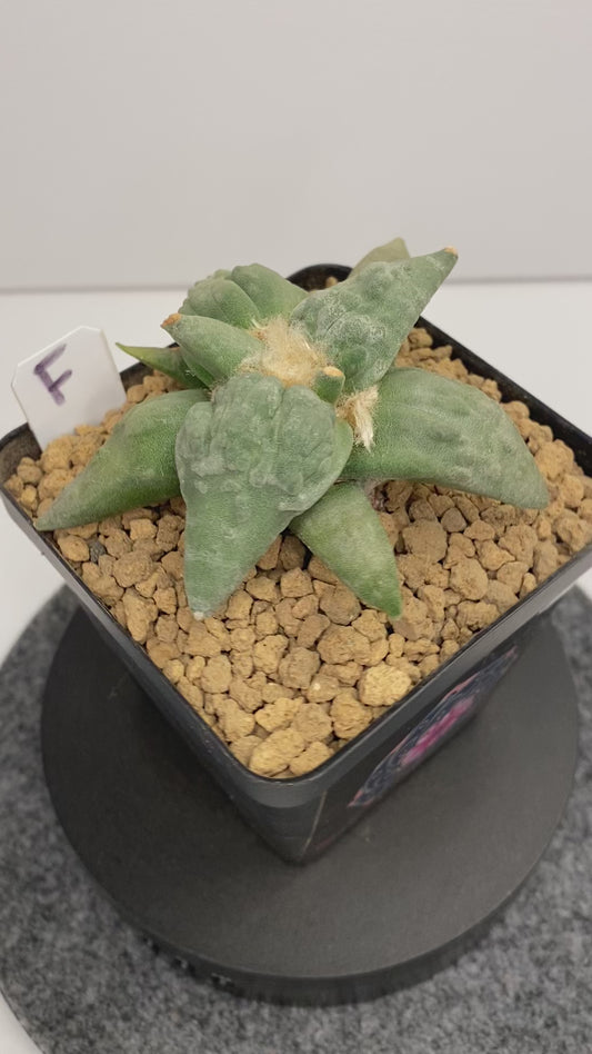 Ariocarpus Retusus cv. Cauliflower "F"