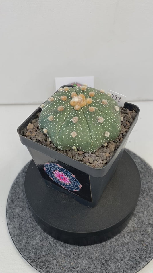 Astrophytum Asterias cv. Super Kabuto "088"