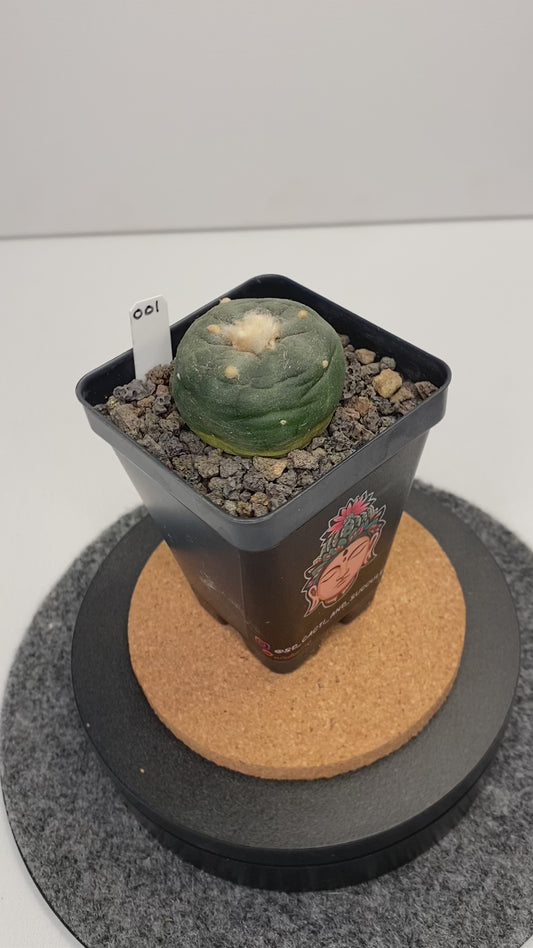 Lophophora Koehresii x Fricii Hybrid "001"