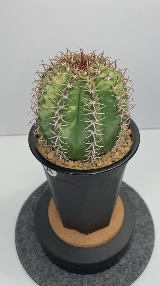 Variegated Melocactus Matanzanus "A"